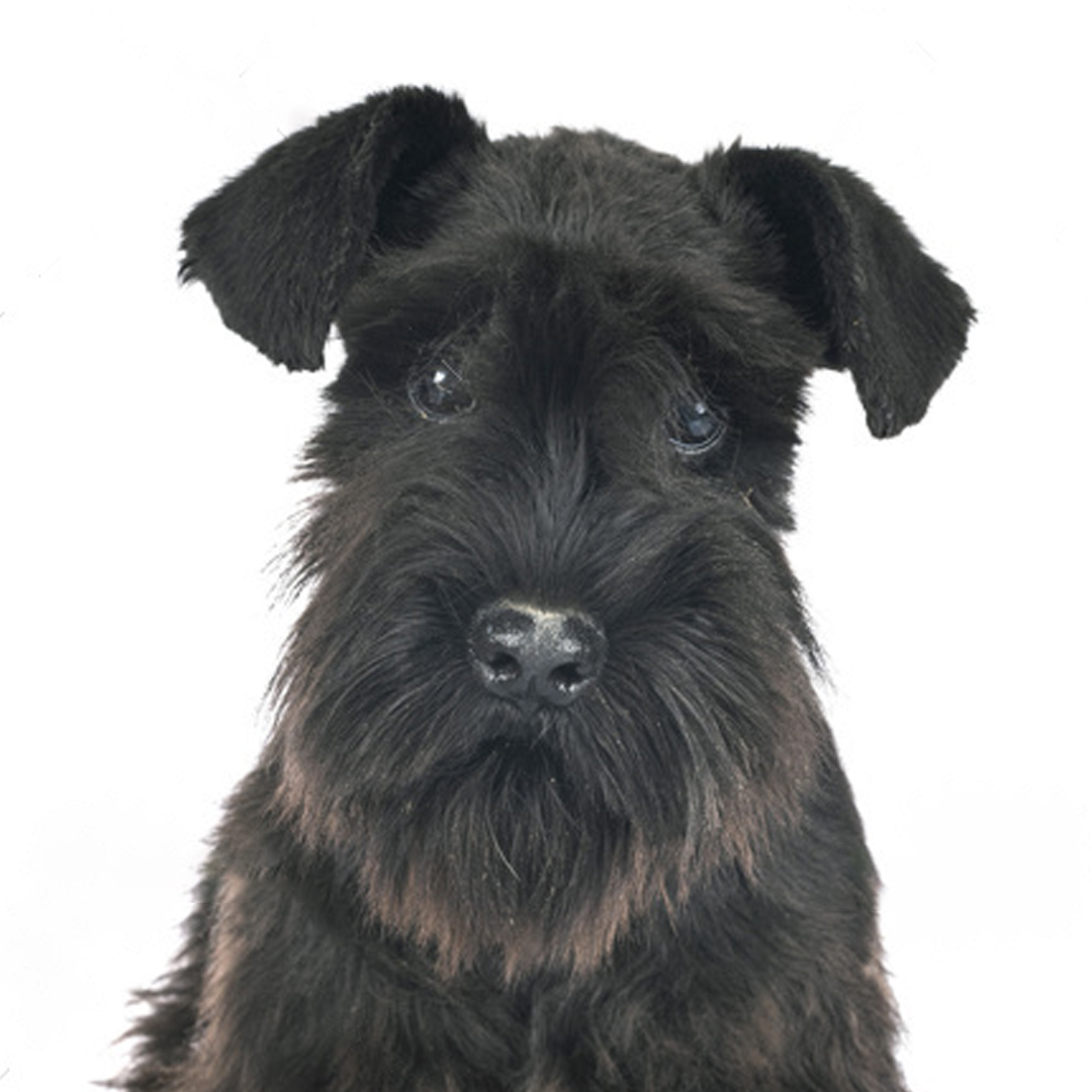 Schnauzer sort