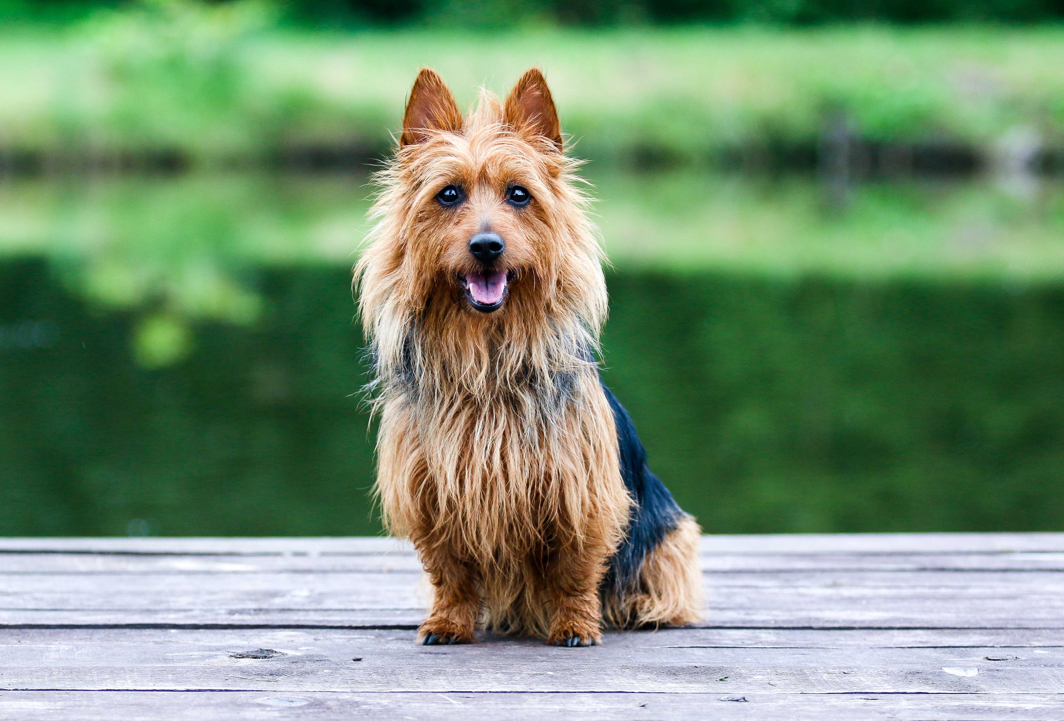 Australsk terrier