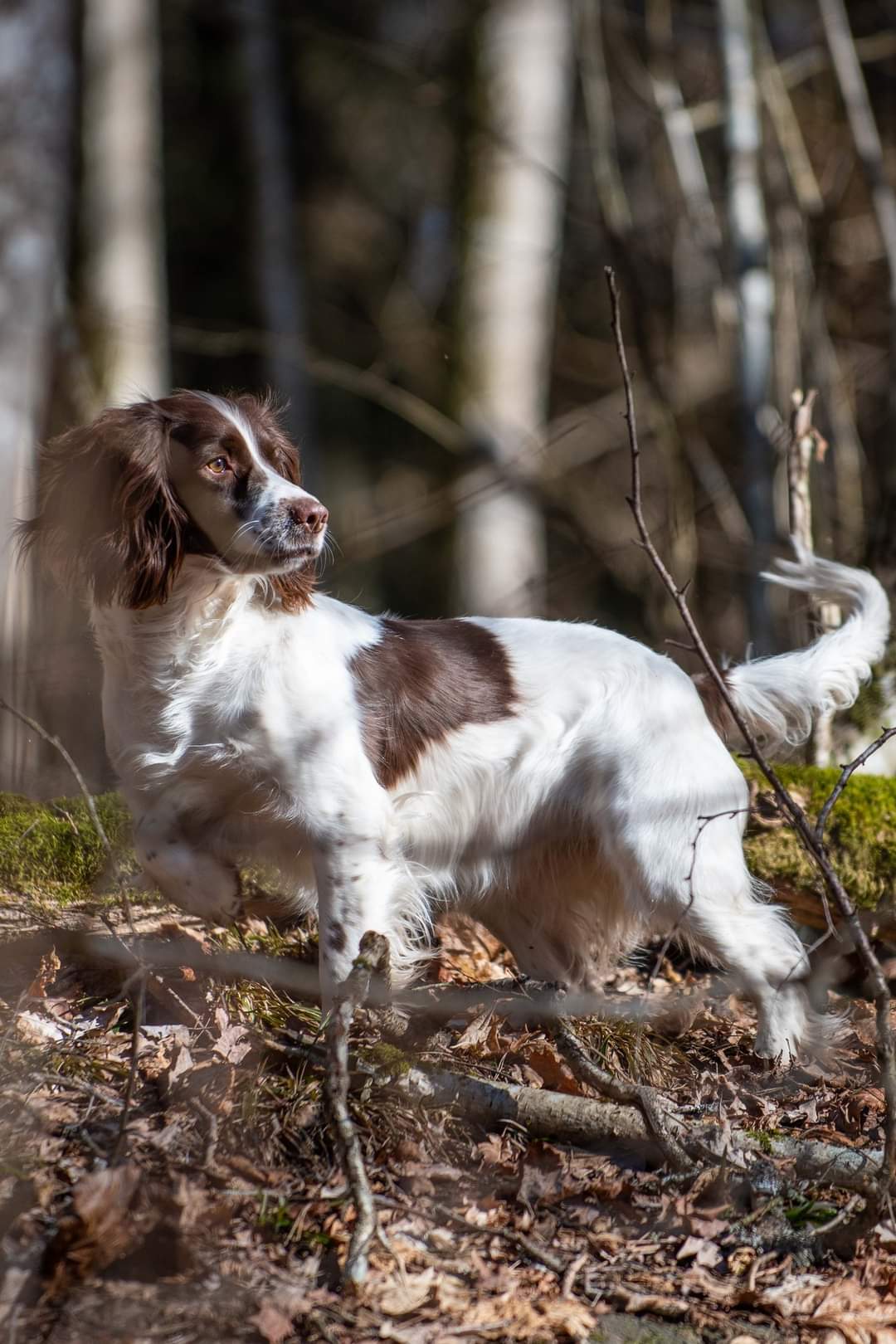 Min jägarsväns Sabatti  