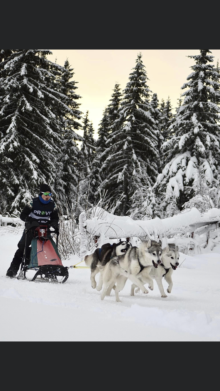 Kennel Villmarkens Eventyr