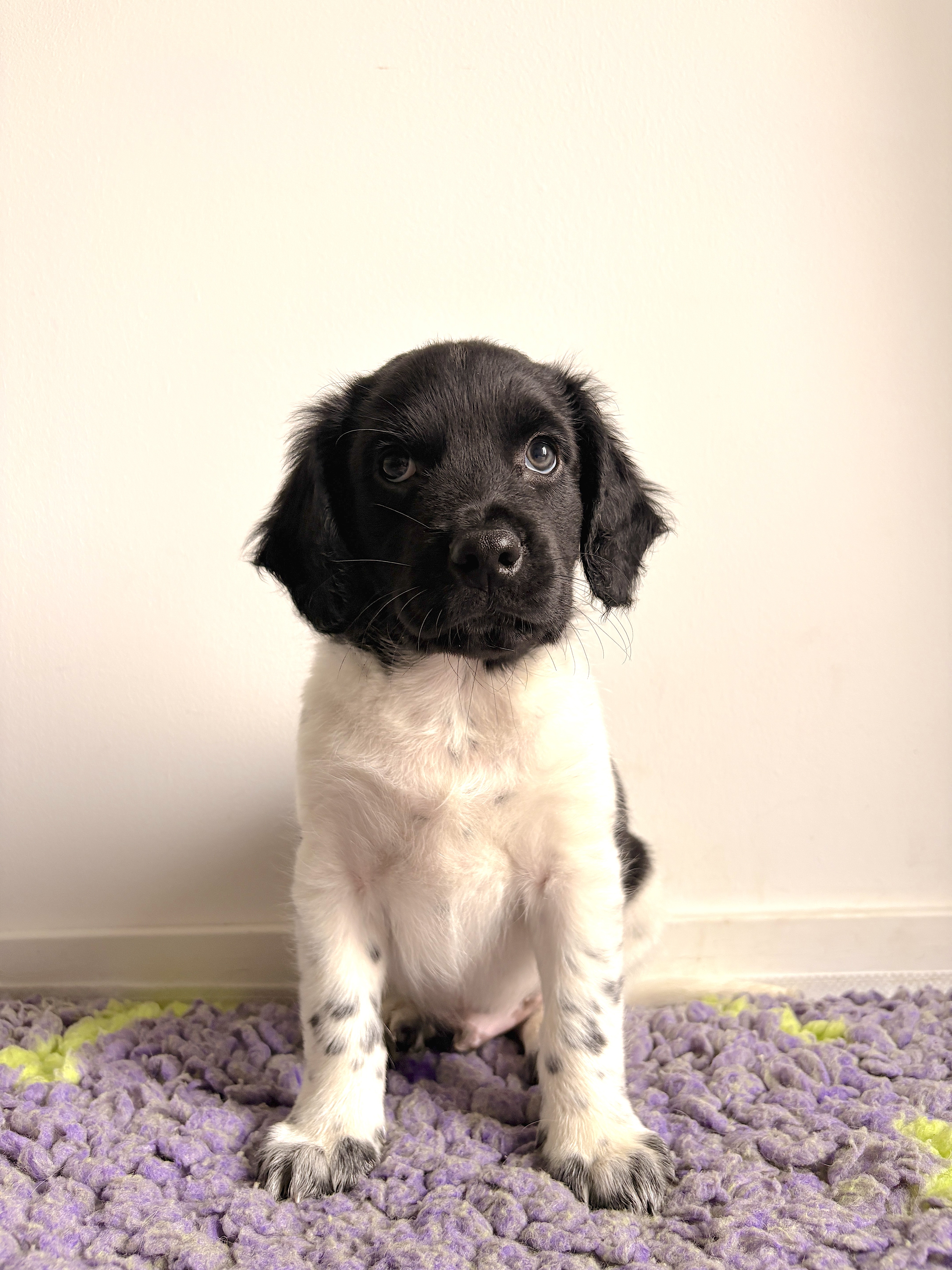 Affectionate Bellini