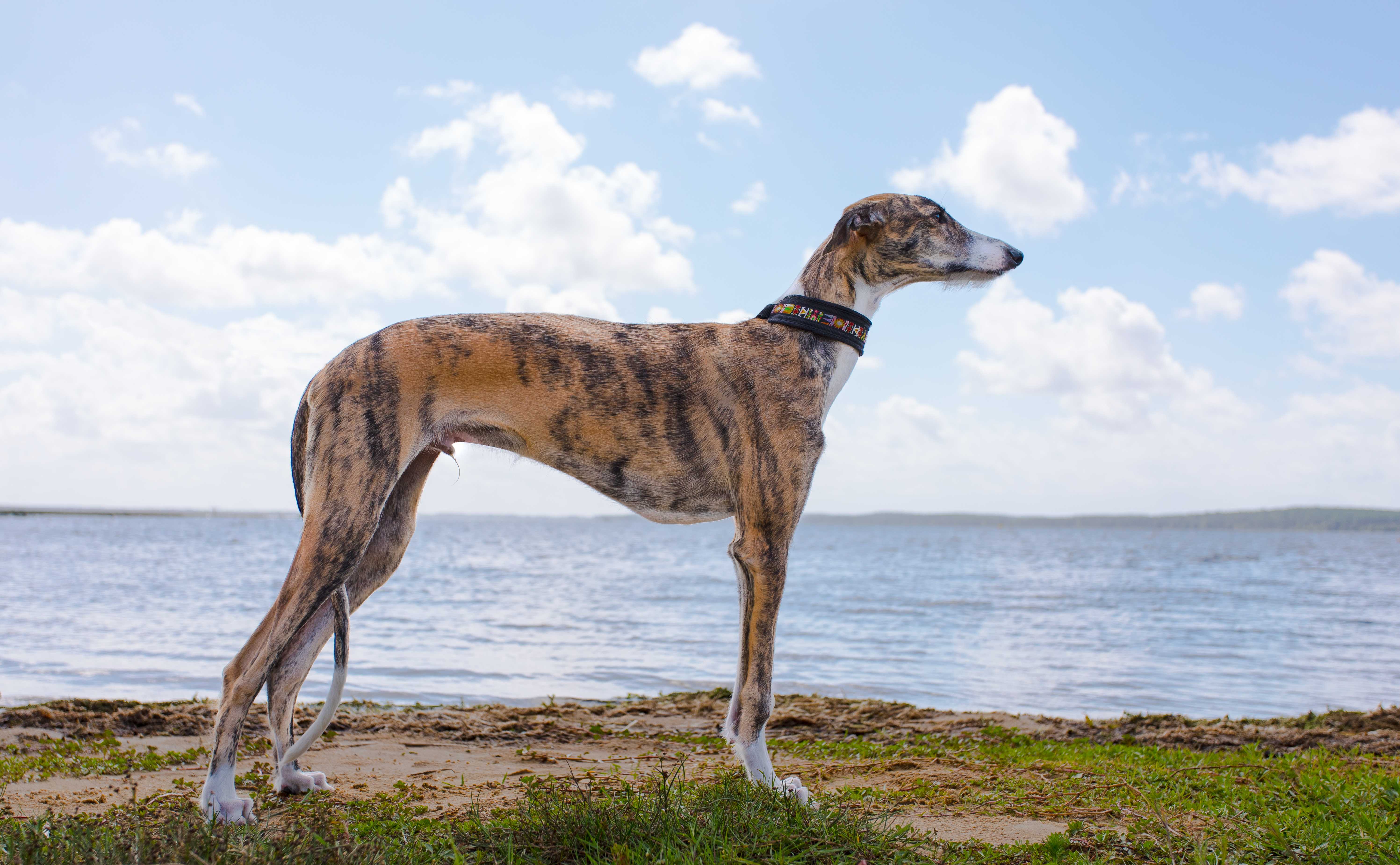 Spansk galgo Spansk galgo