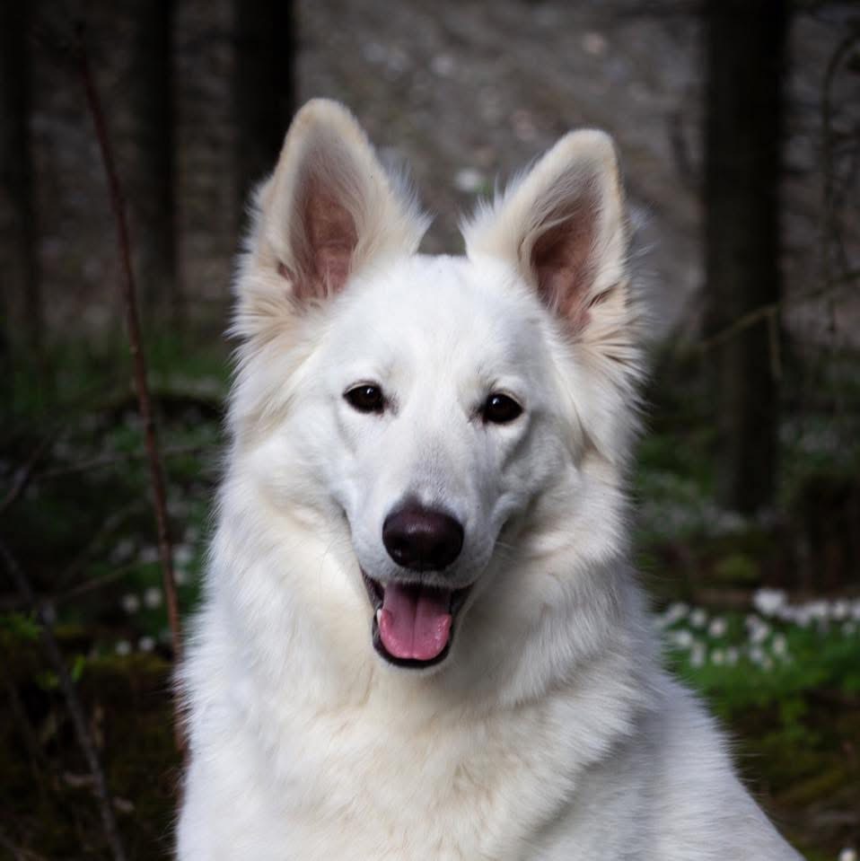Yava av White Rewyr Yava av White Rewyr