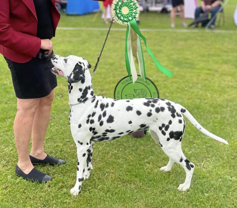 Busby's Petronella Phantom Runner