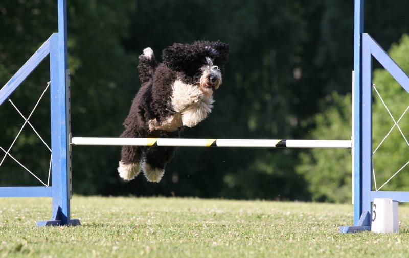 Kennel Corazoncito 