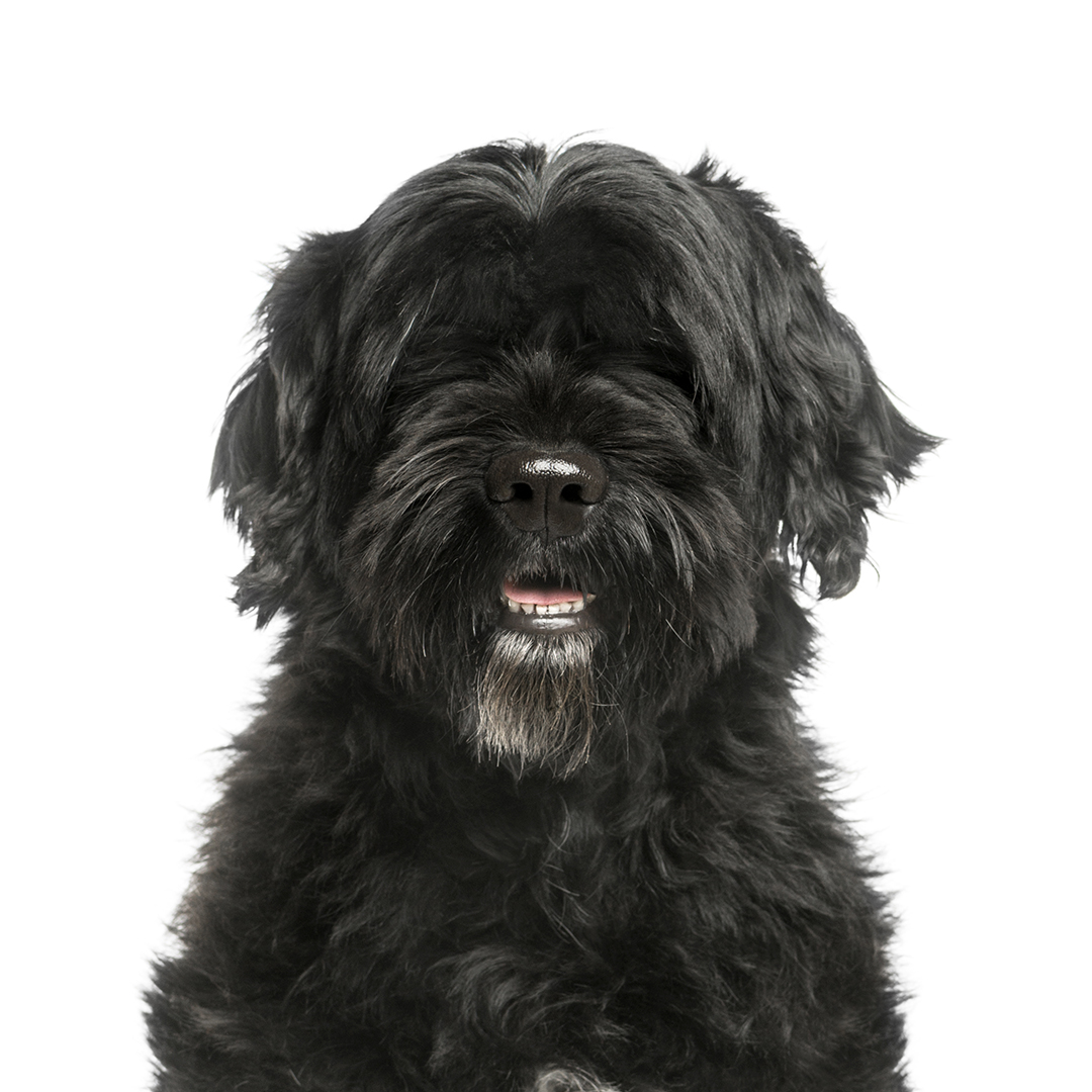 Portugisisk vannhund Portugisisk vannhund