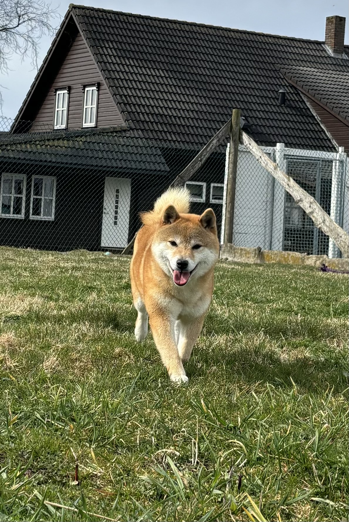 Ayanehi Go Sanuki Mizumotosou