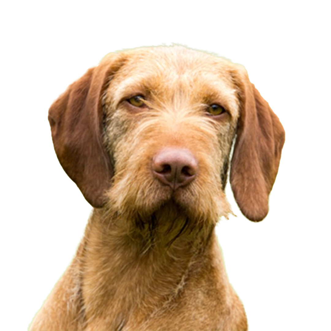Ungarsk vizsla strihåret Ungarsk vizsla strihåret