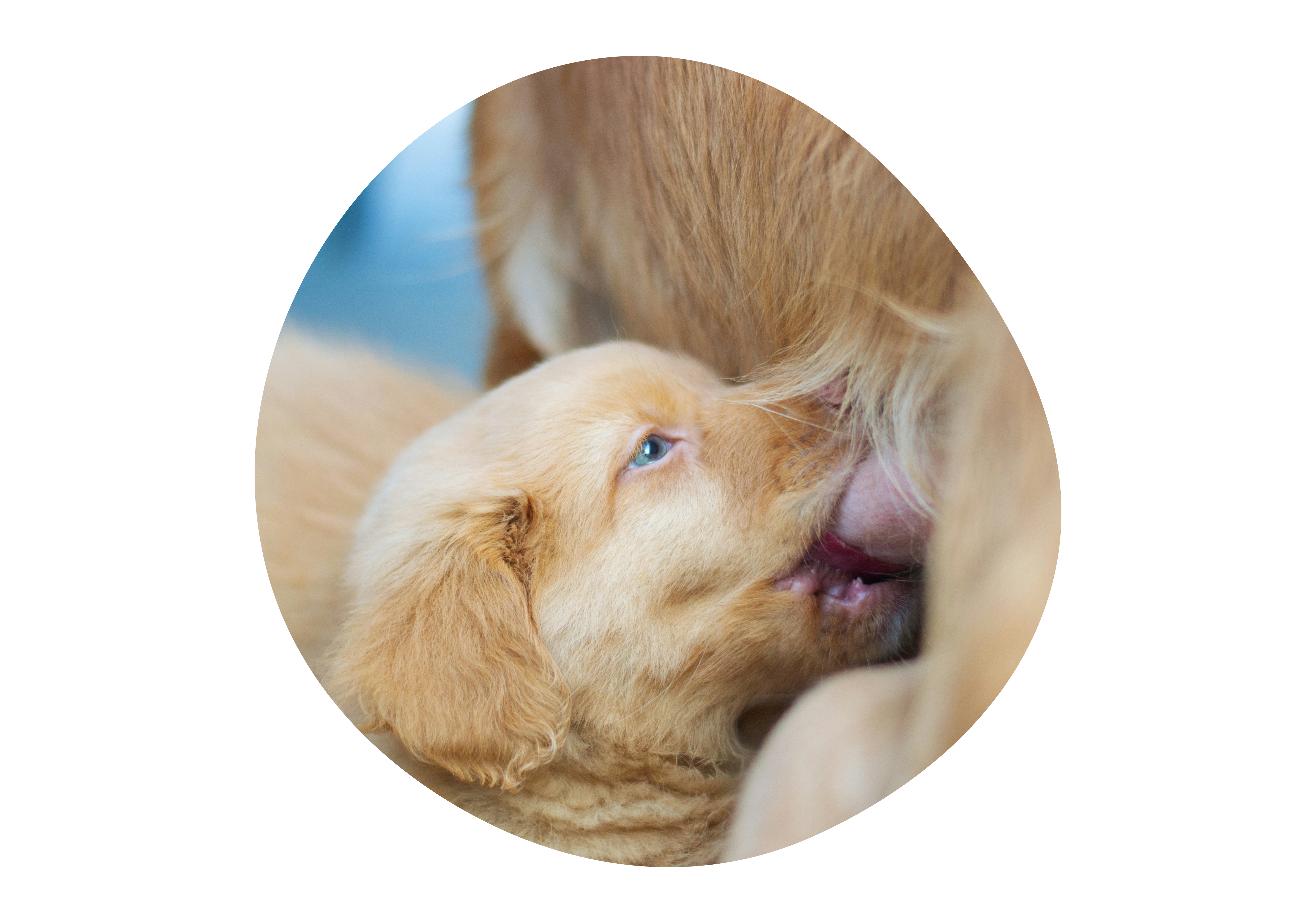 Tegn på at fødselen er i gang Tegn på at fødselen er i gang