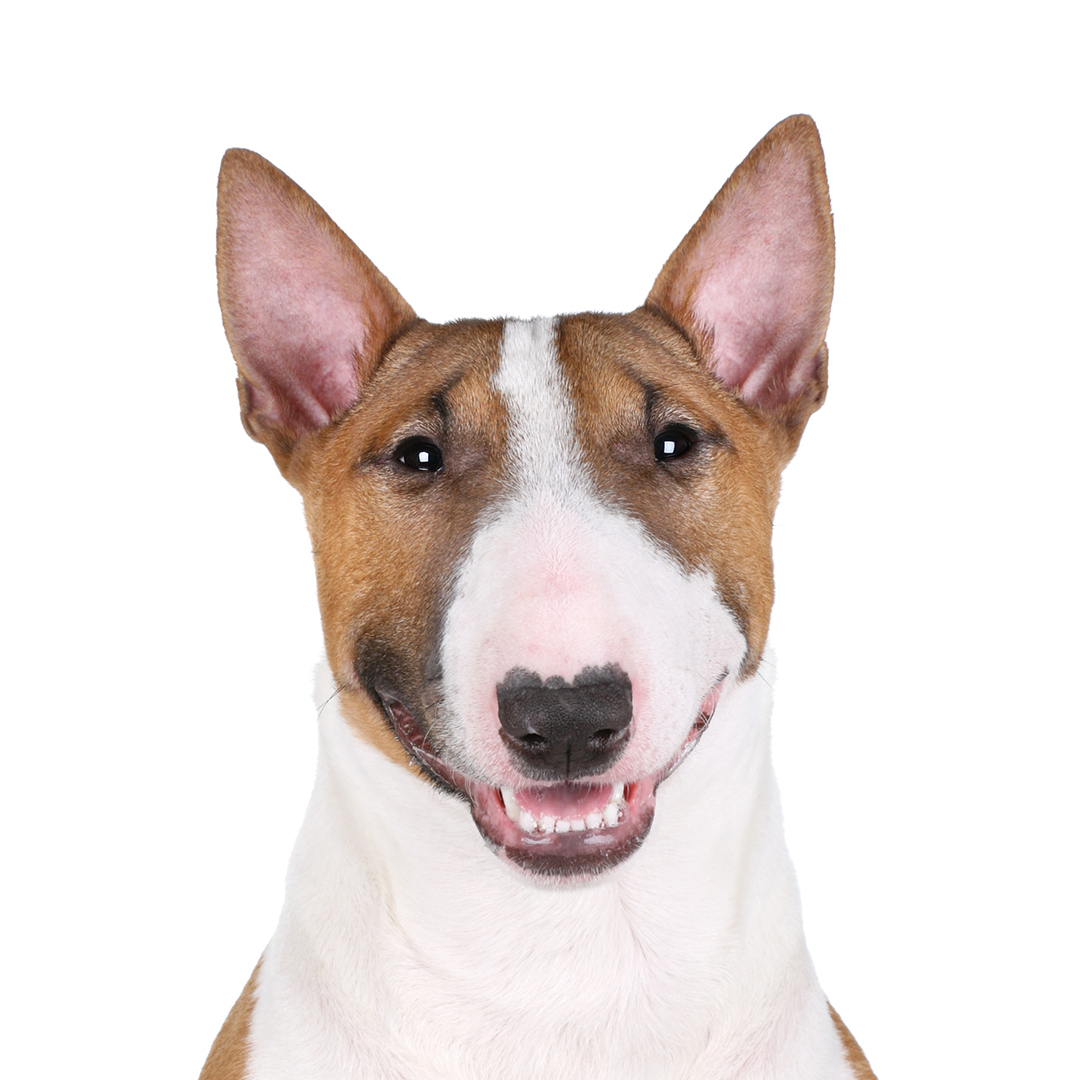 Bull terrier Bull terrier
