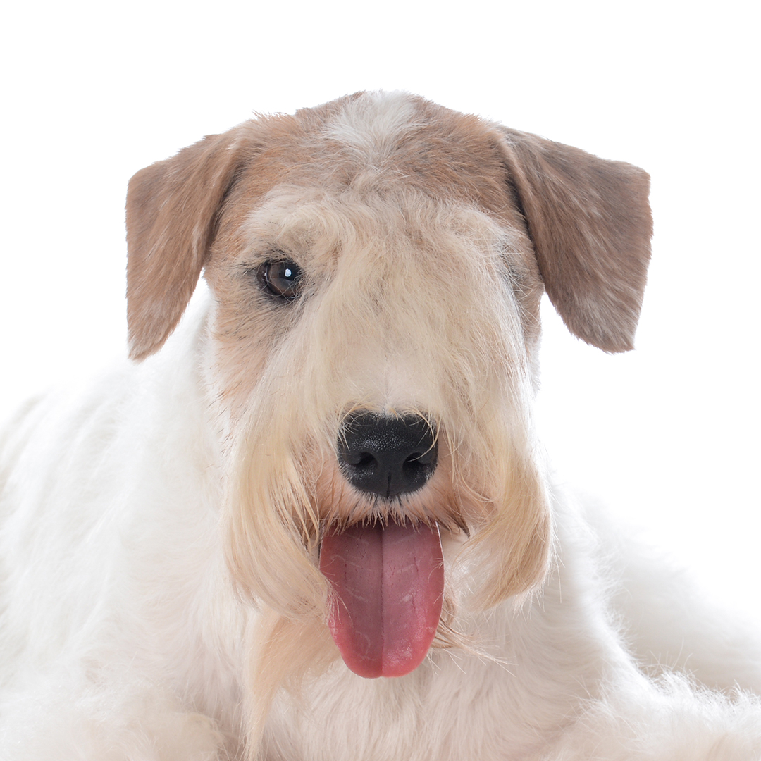 Sealyham terrier