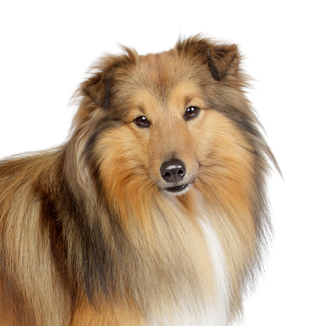 Shetland sheepdog