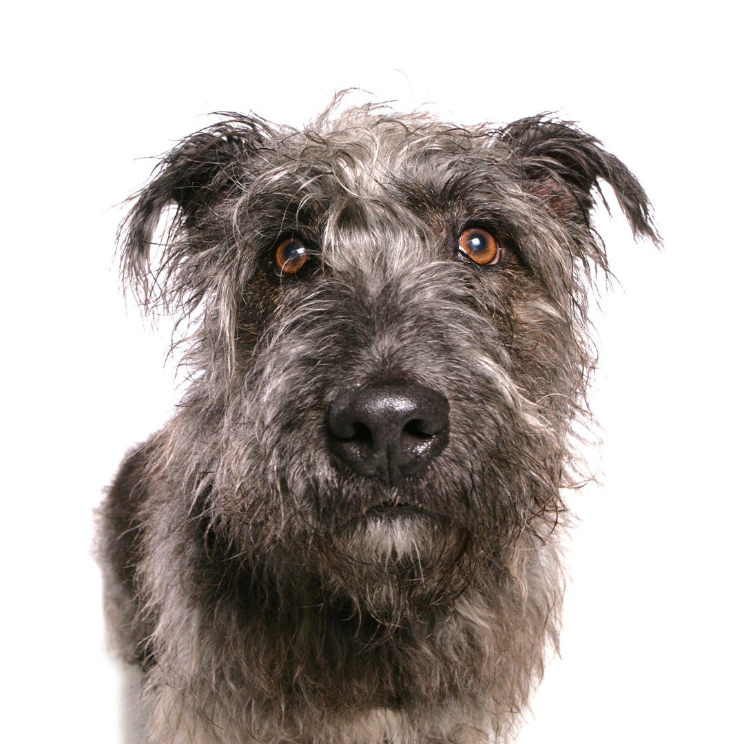 Irish glen of imaal terrier Irish glen of imaal terrier
