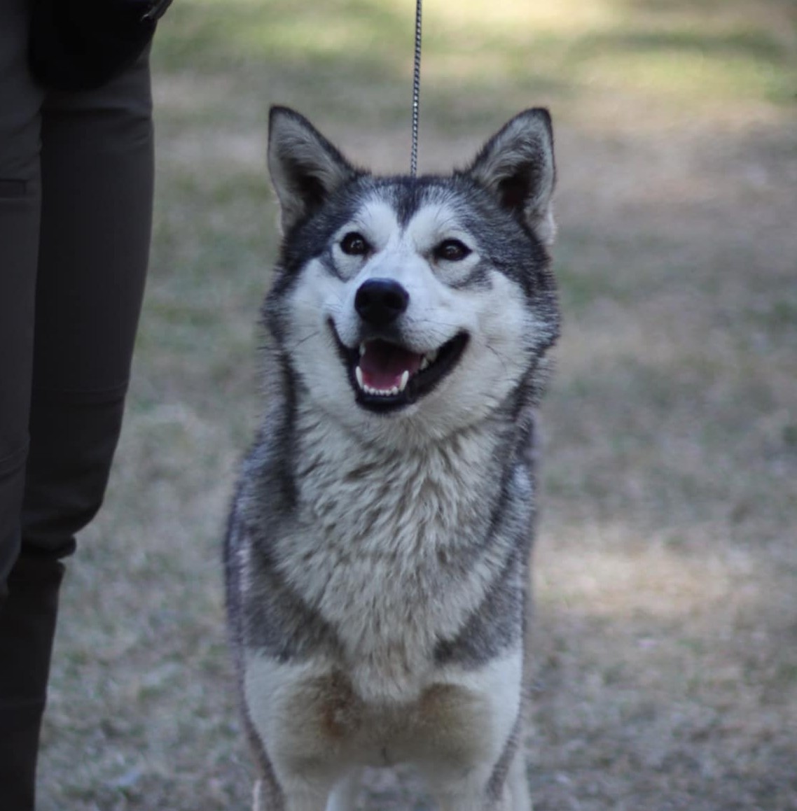 Icesmile's Chena 