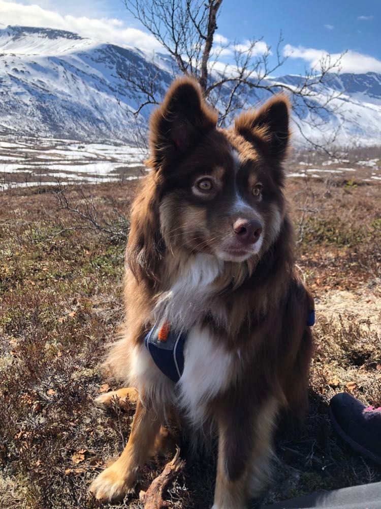 Snøvinterens Hermine av lappsangen