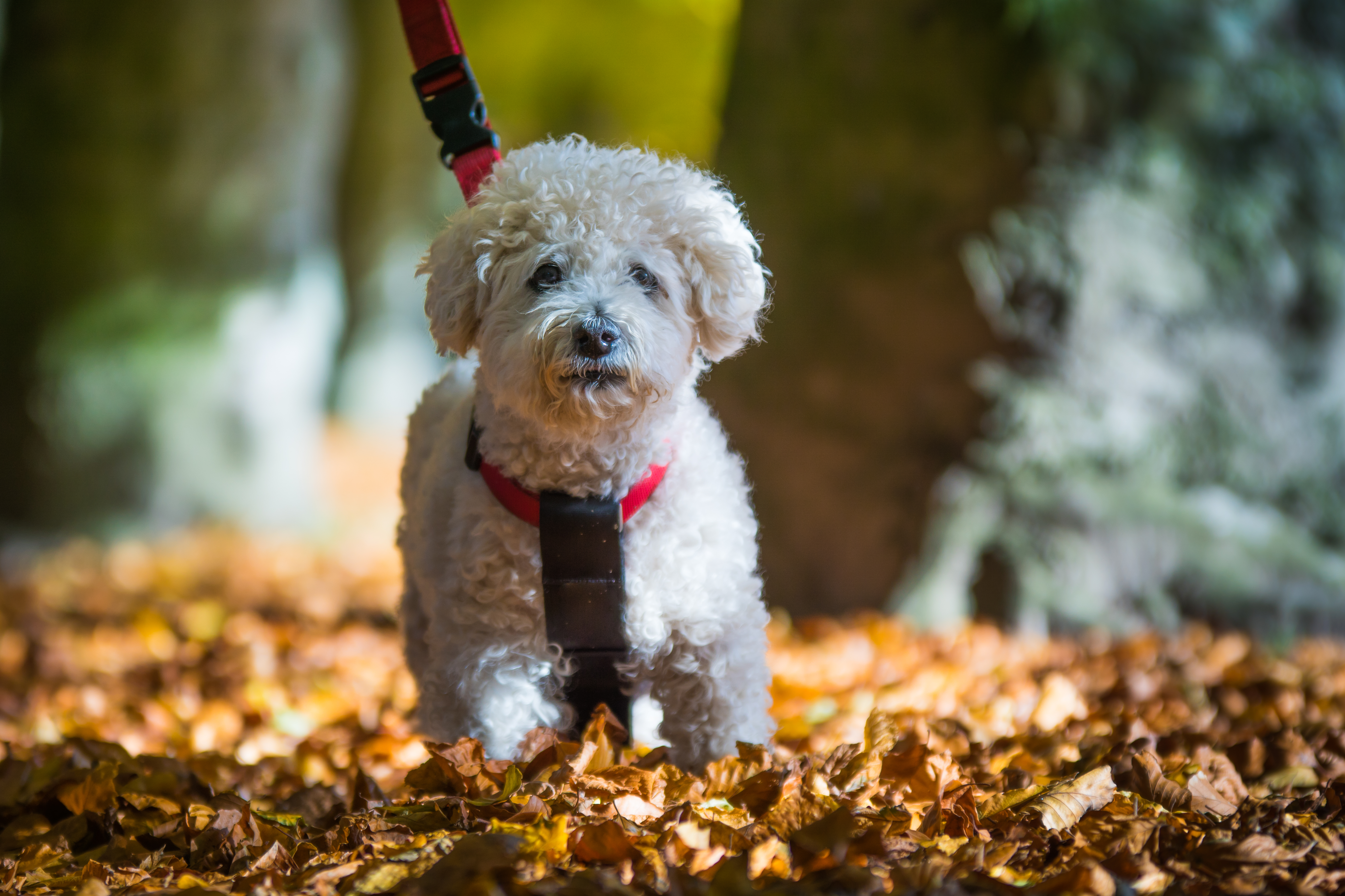 Bichon frisé