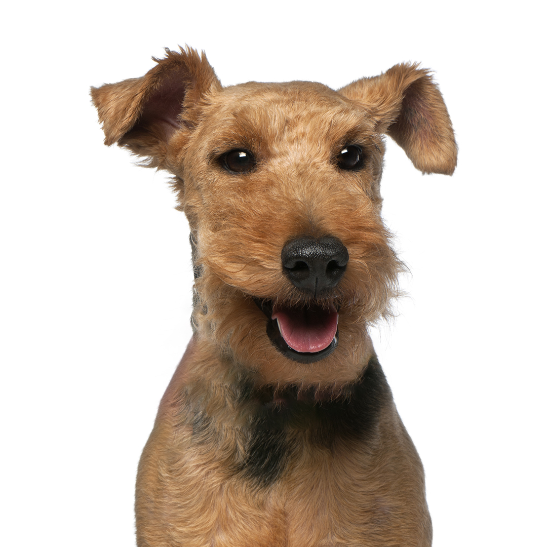 Welsh terrier
