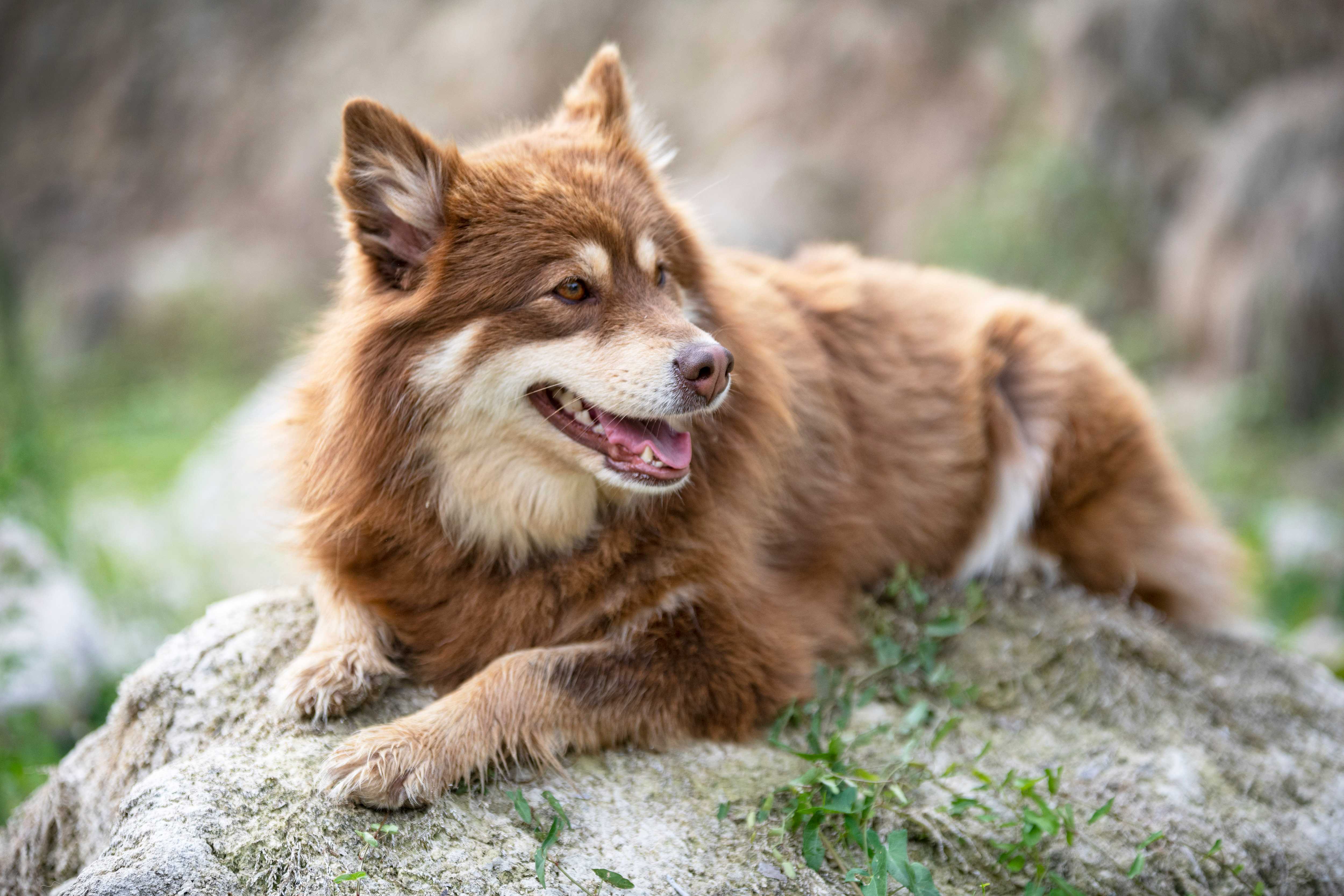 Finsk lapphund