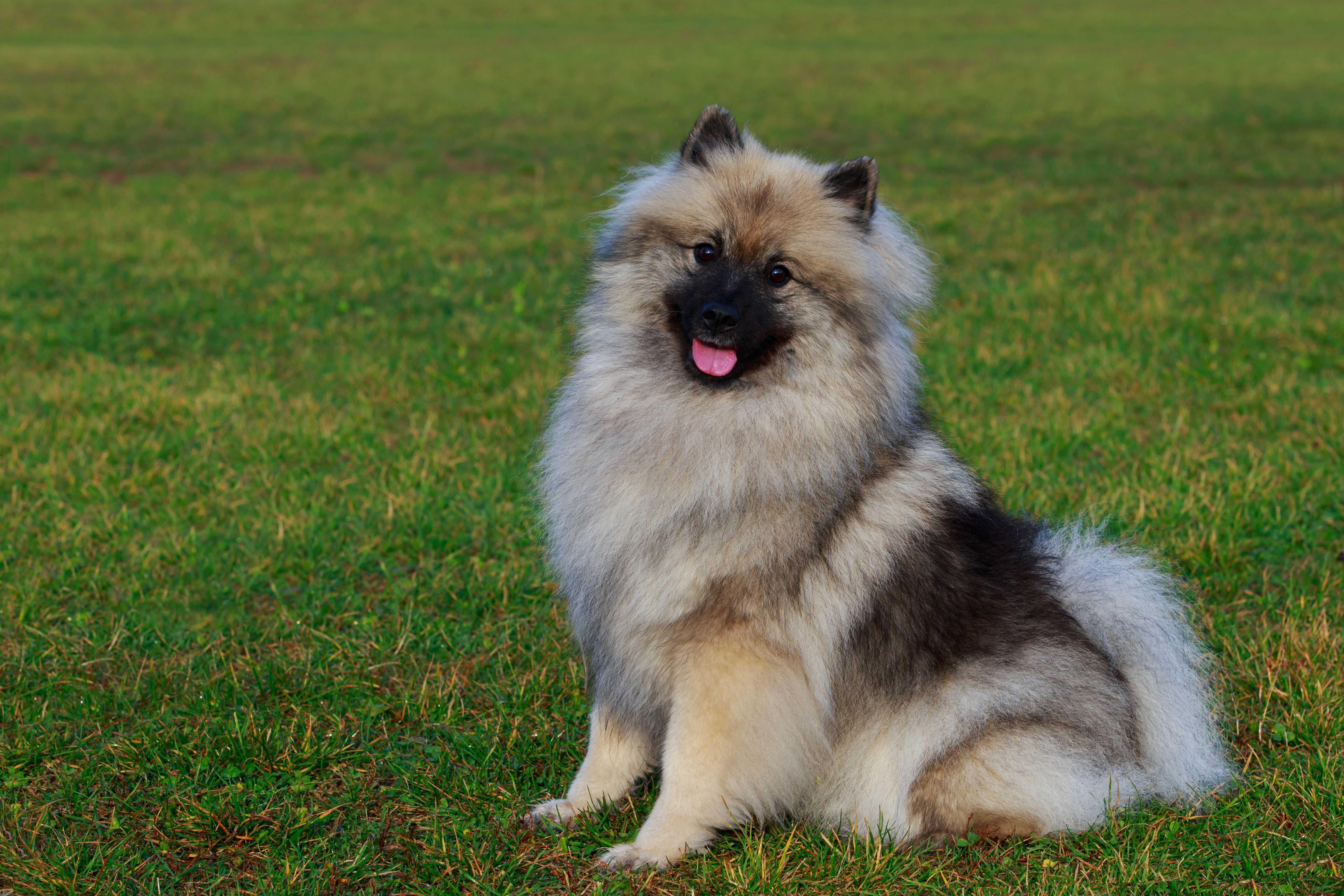 Keeshond