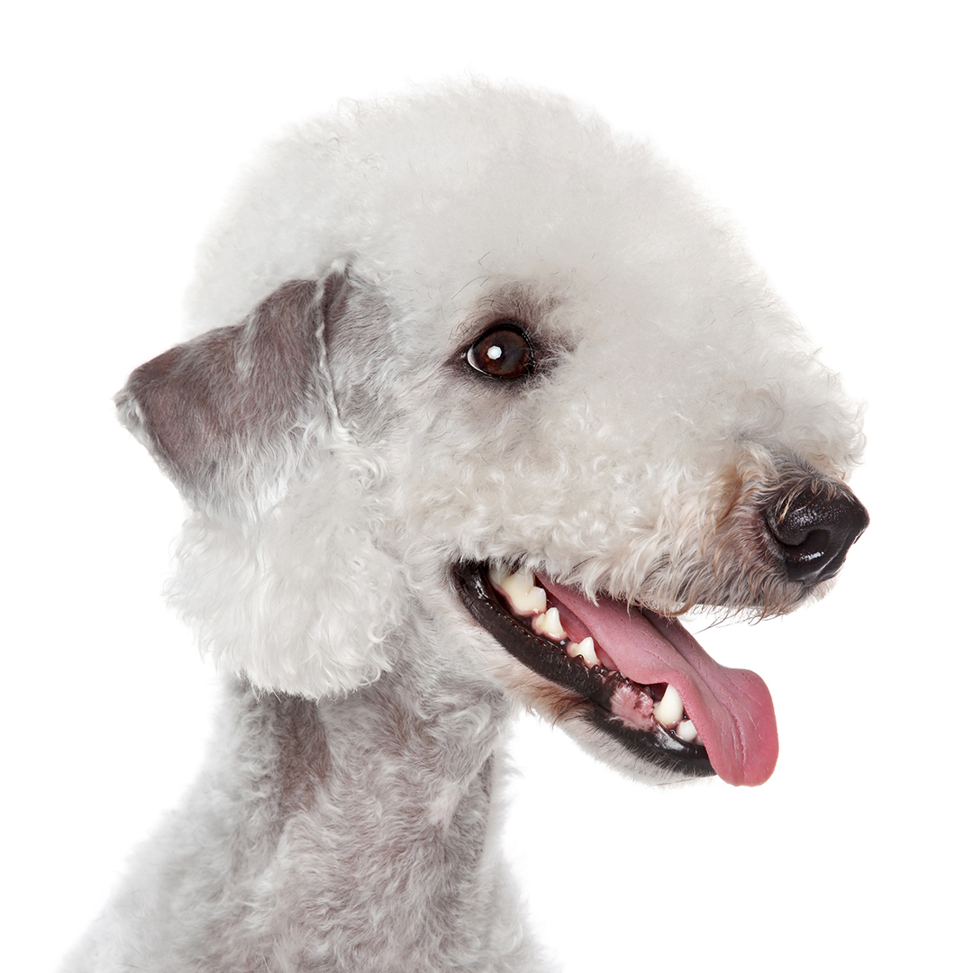 Bedlington terrier