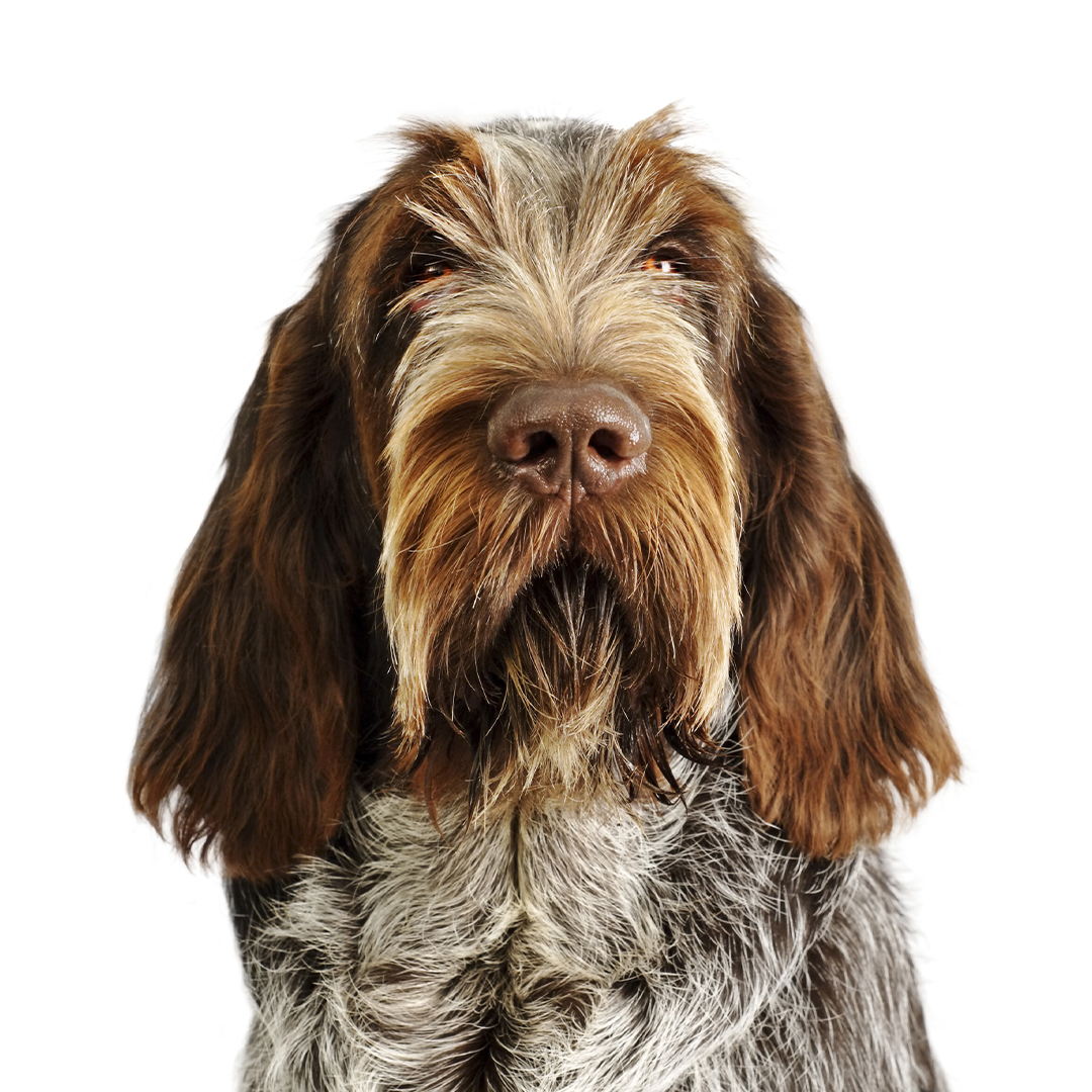 Italiensk spinone Italiensk spinone