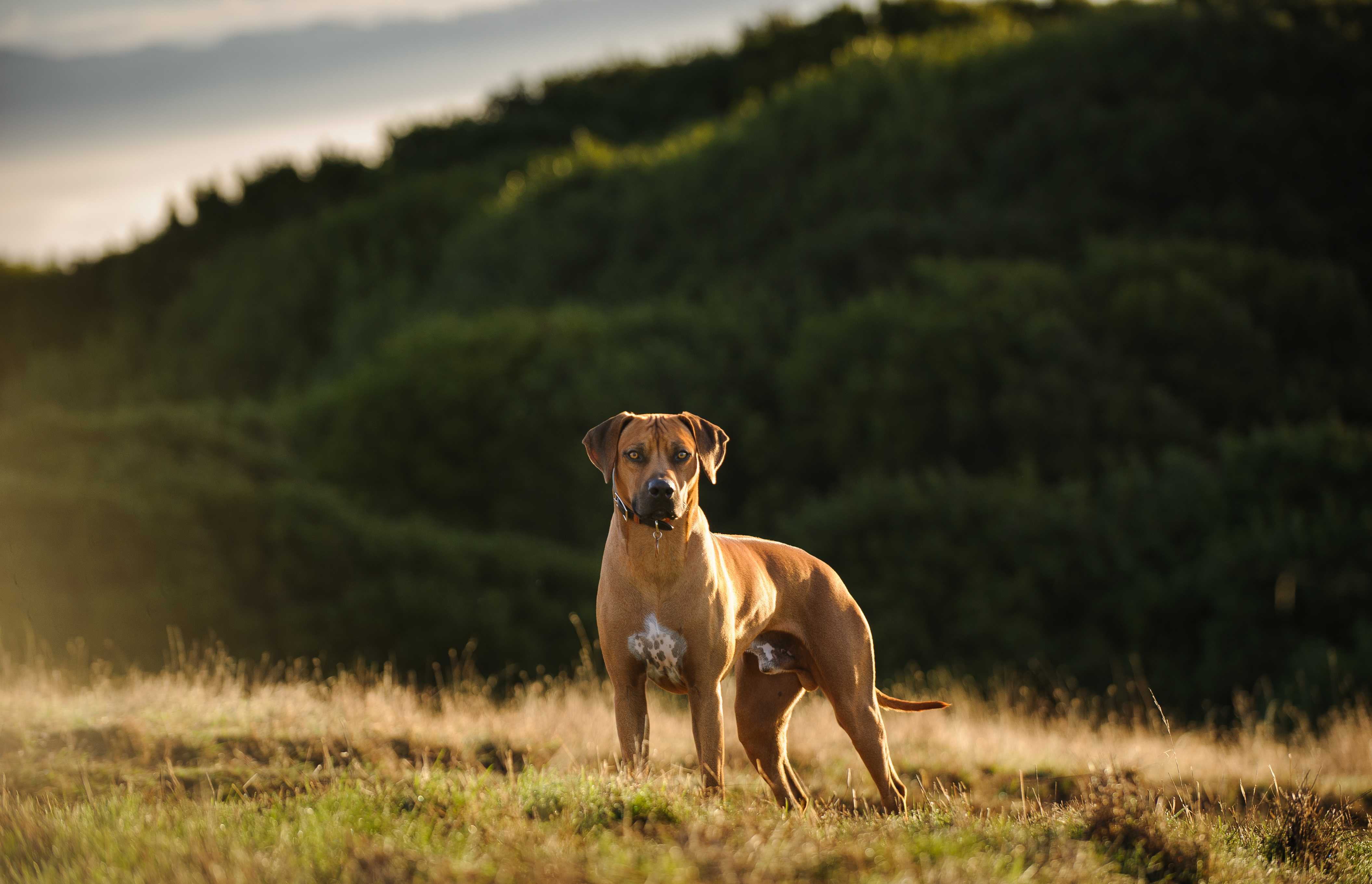 Rhodesian ridgeback