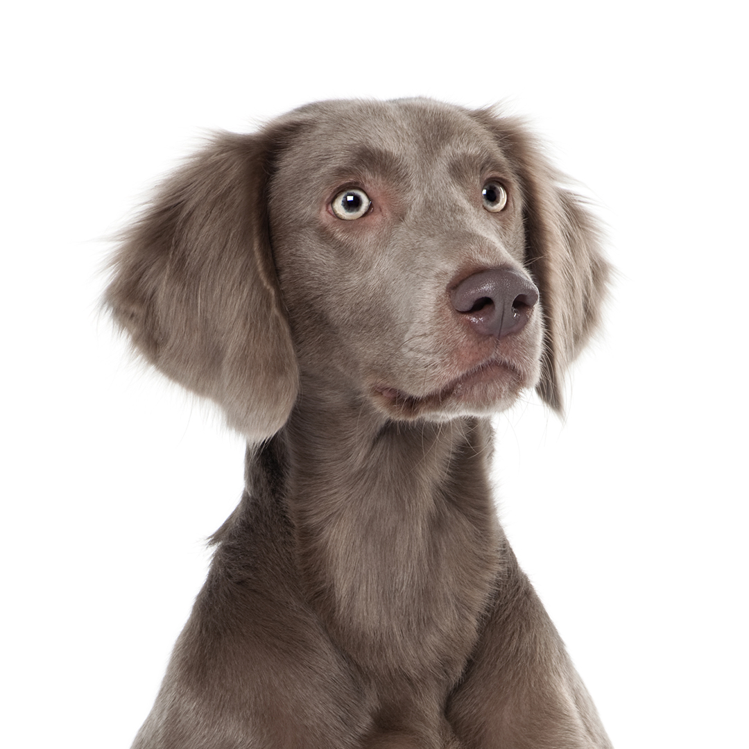 Weimaraner langhåret Weimaraner langhåret