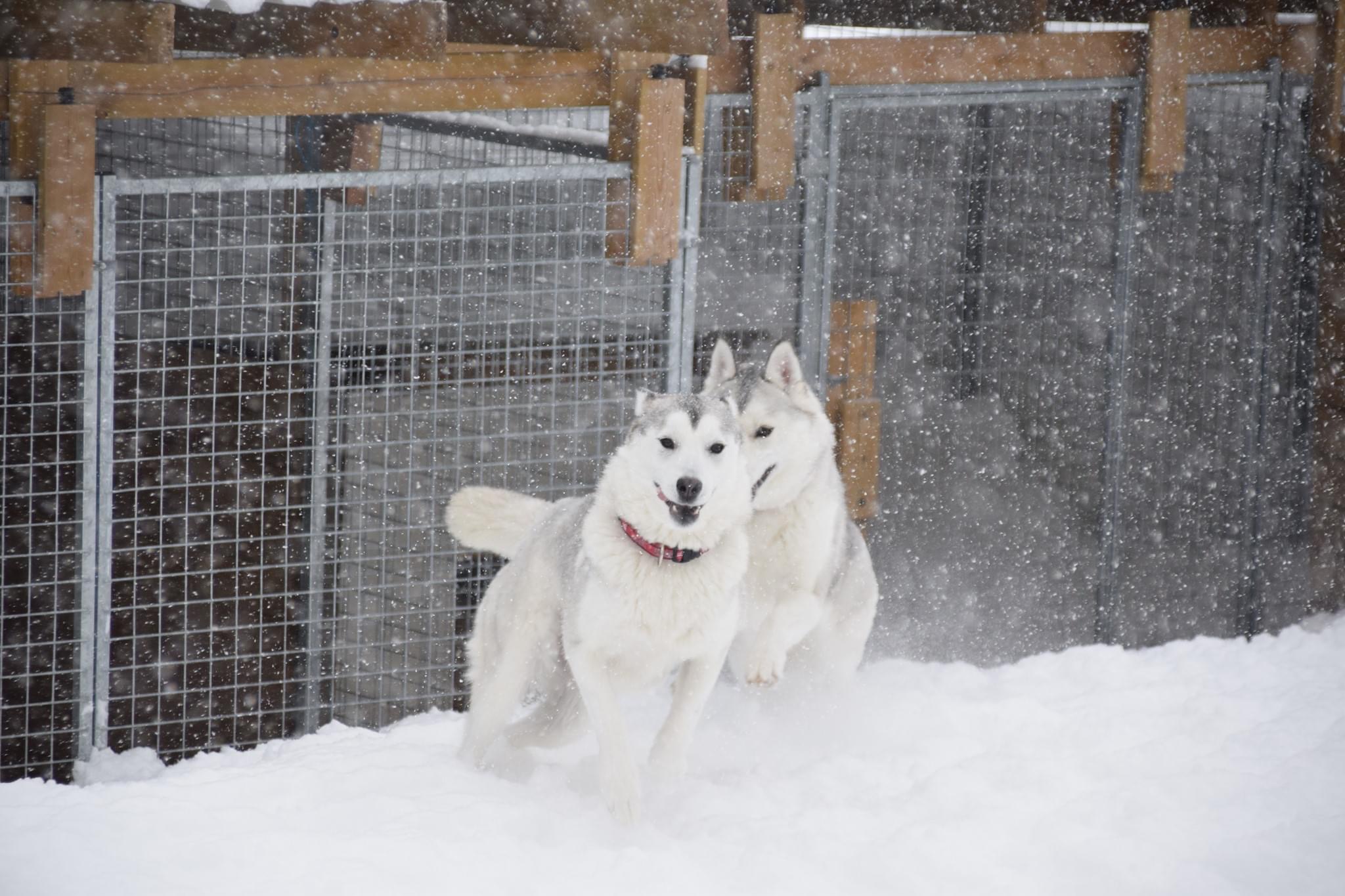 Arctic Pearl Siberian husky 