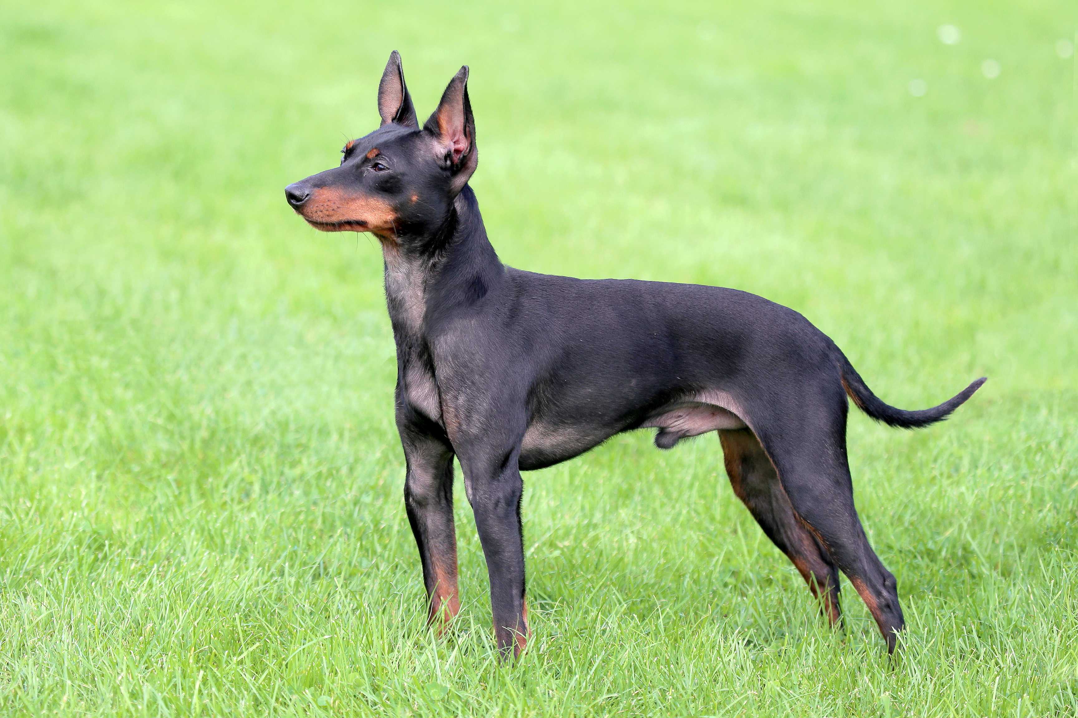 Engelsk toy terrier Engelsk toy terrier