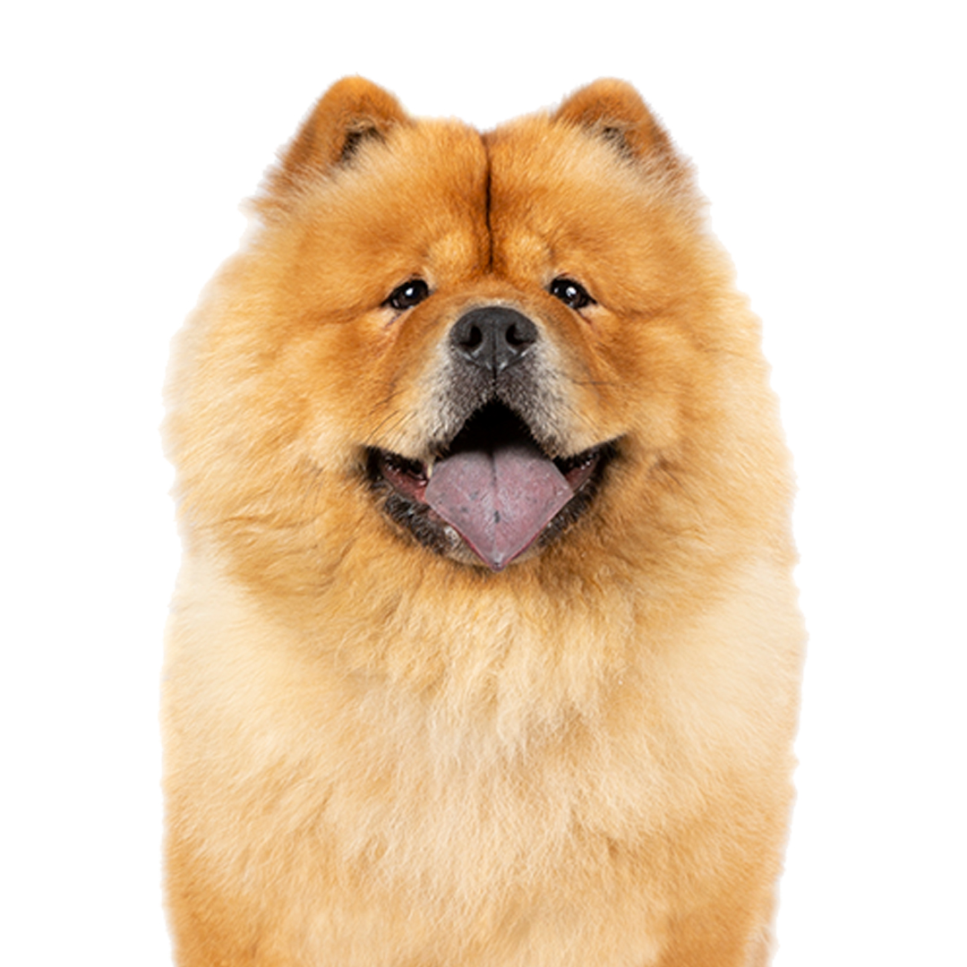 Chow chow