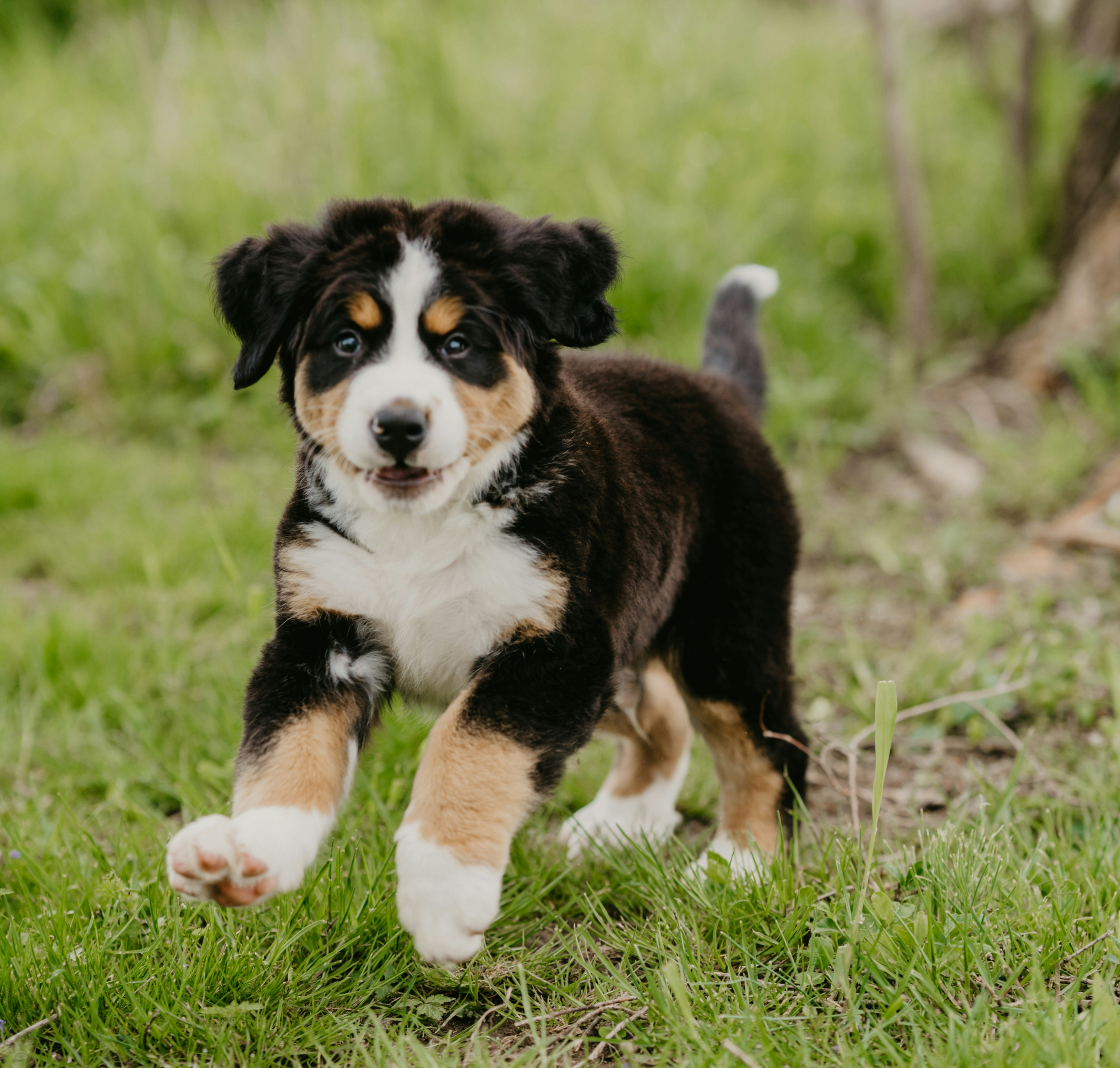 Når kan valpene forlate moren?