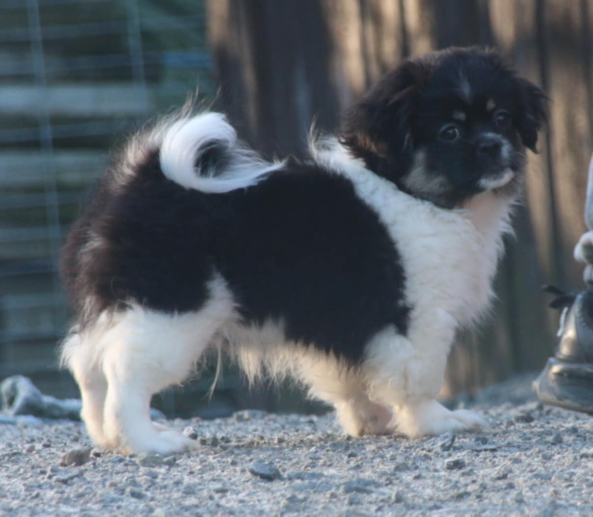 Tibetansk spaniel