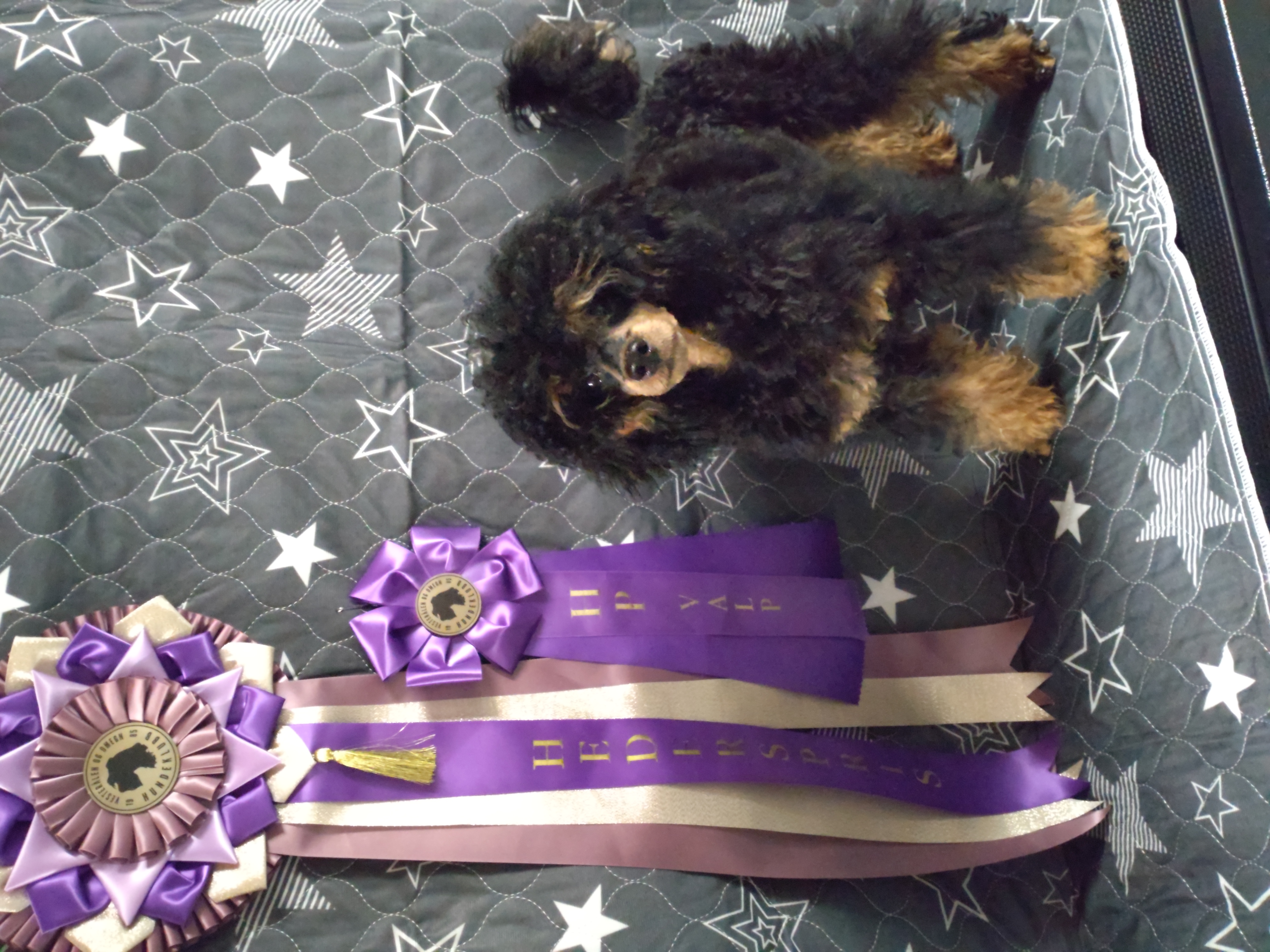 Riverbottom's Apollo