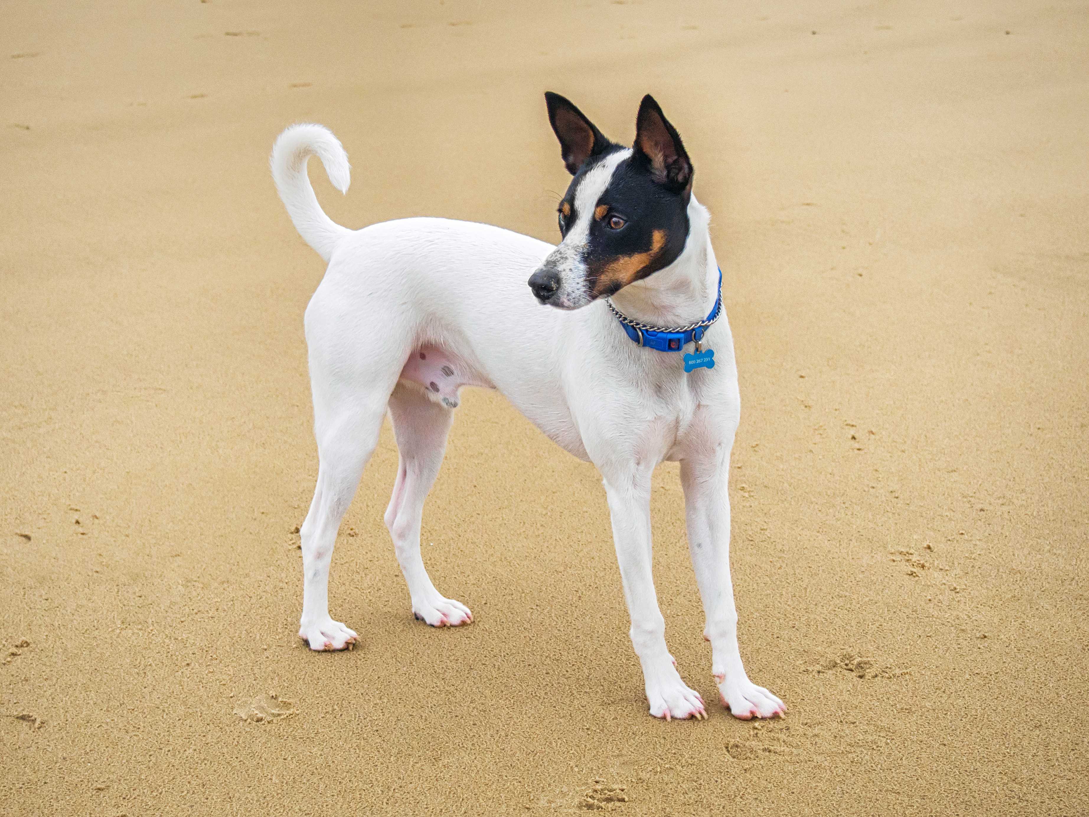 Tenterfield Terrier Tenterfield Terrier