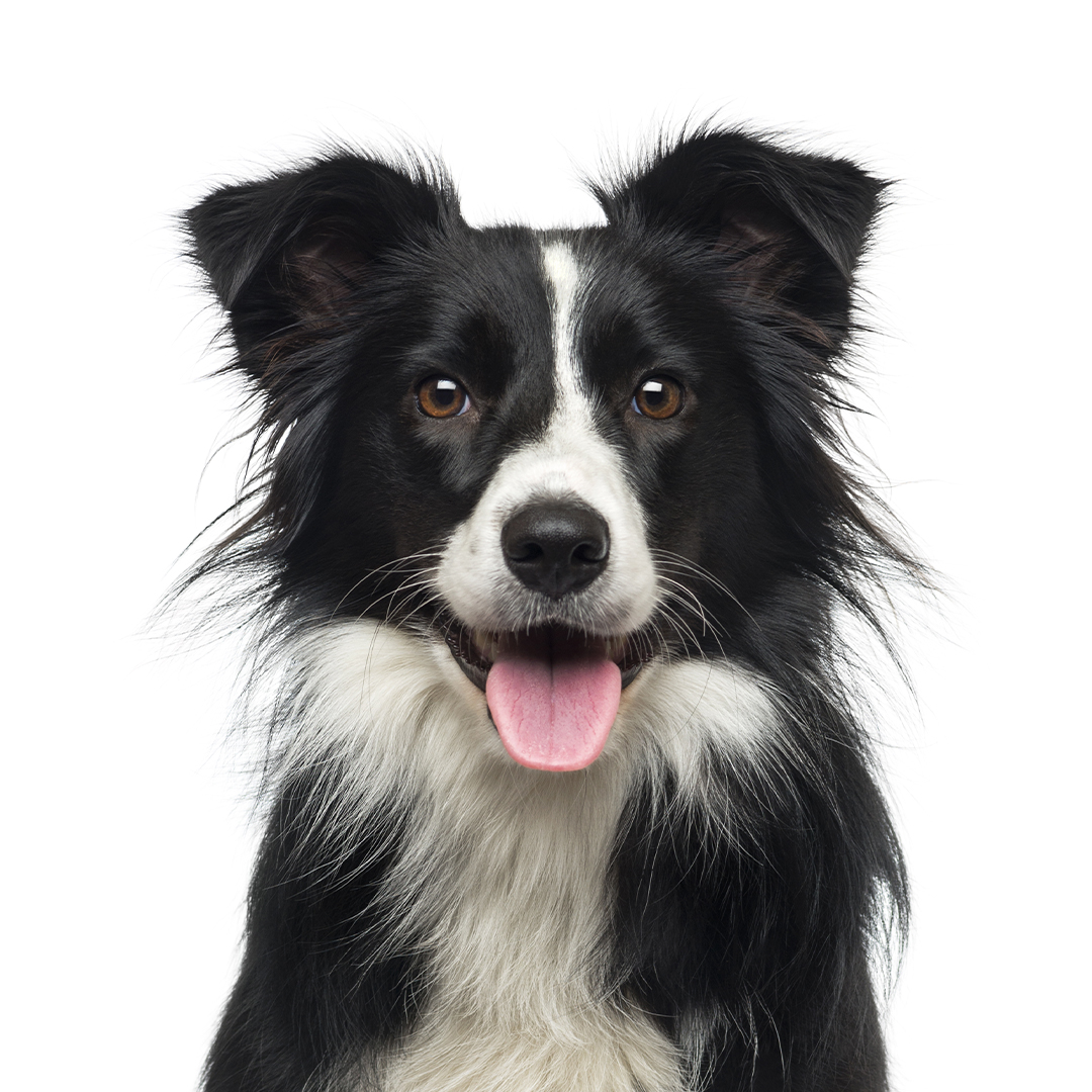 Border collie