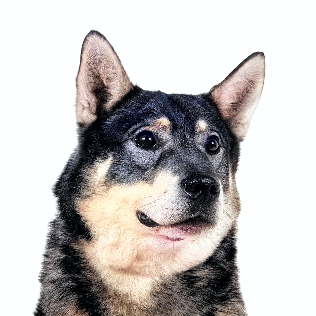 Jämthund Jämthund