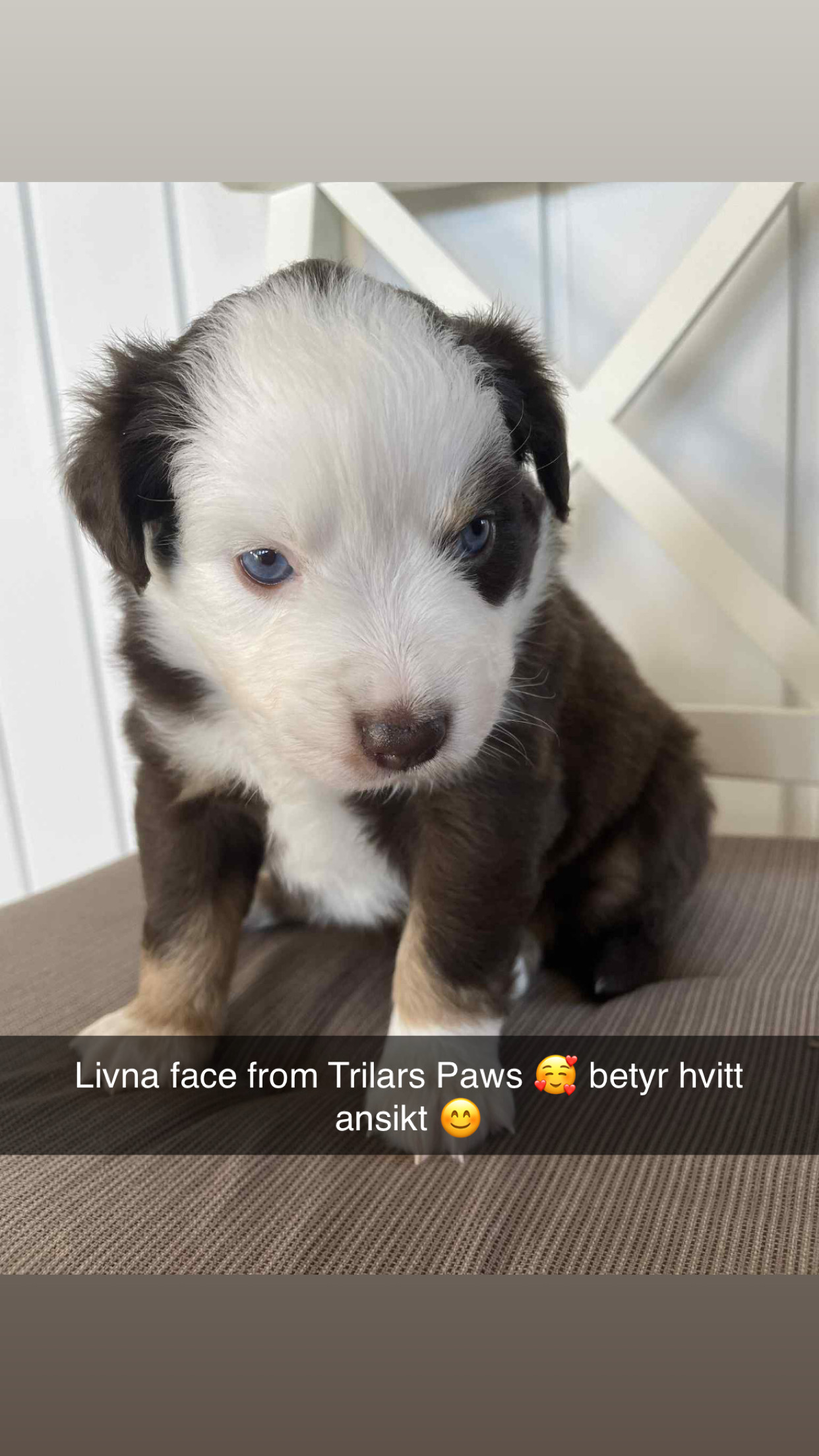 Livna face from Trilars Paws