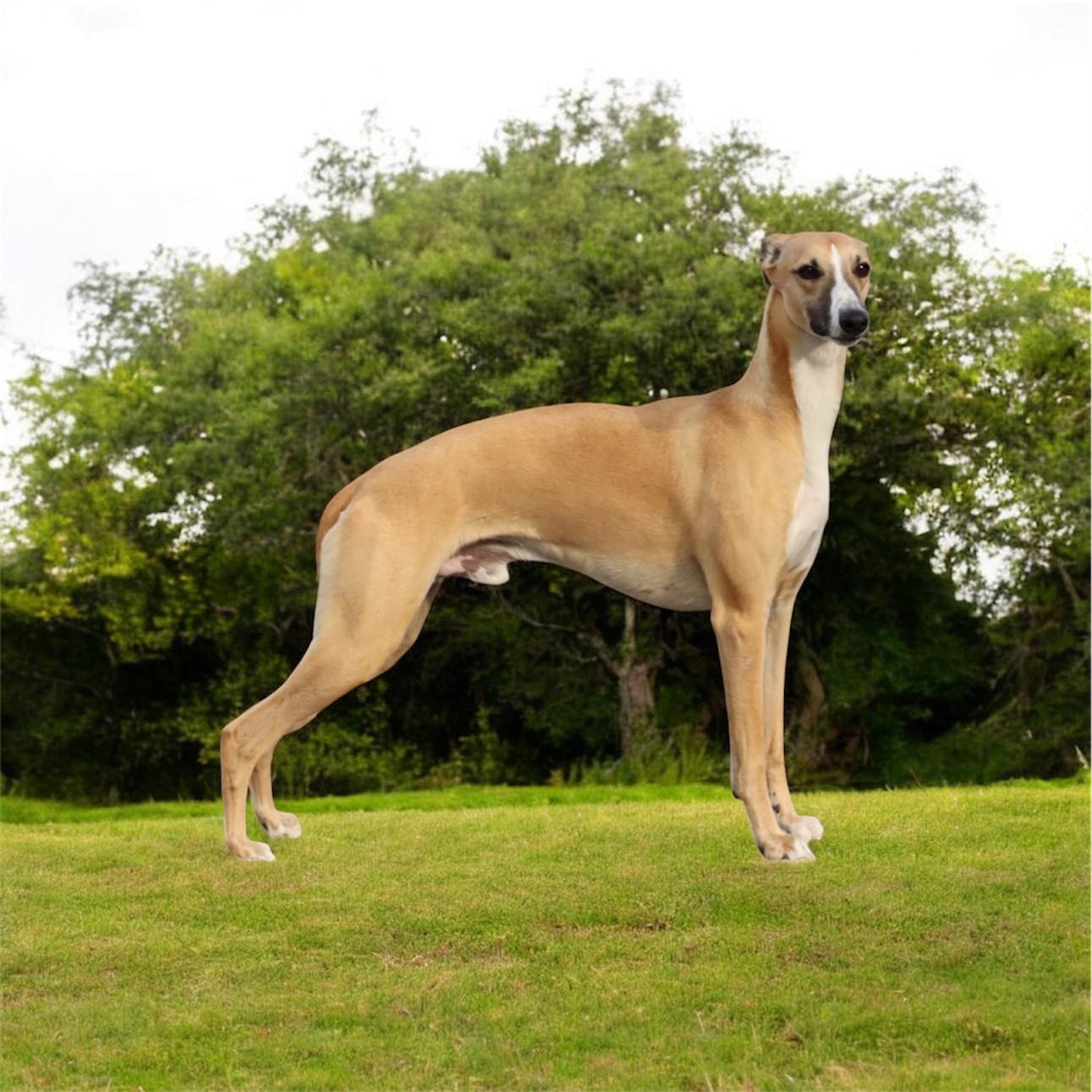 Sightforsoreeyes Mr.Fox Vulpecula Sightforsoreeyes Mr.Fox Vulpecula