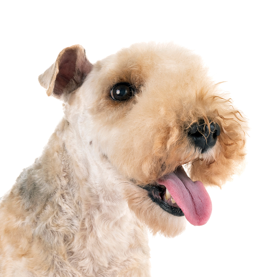 Lakeland terrier Lakeland terrier