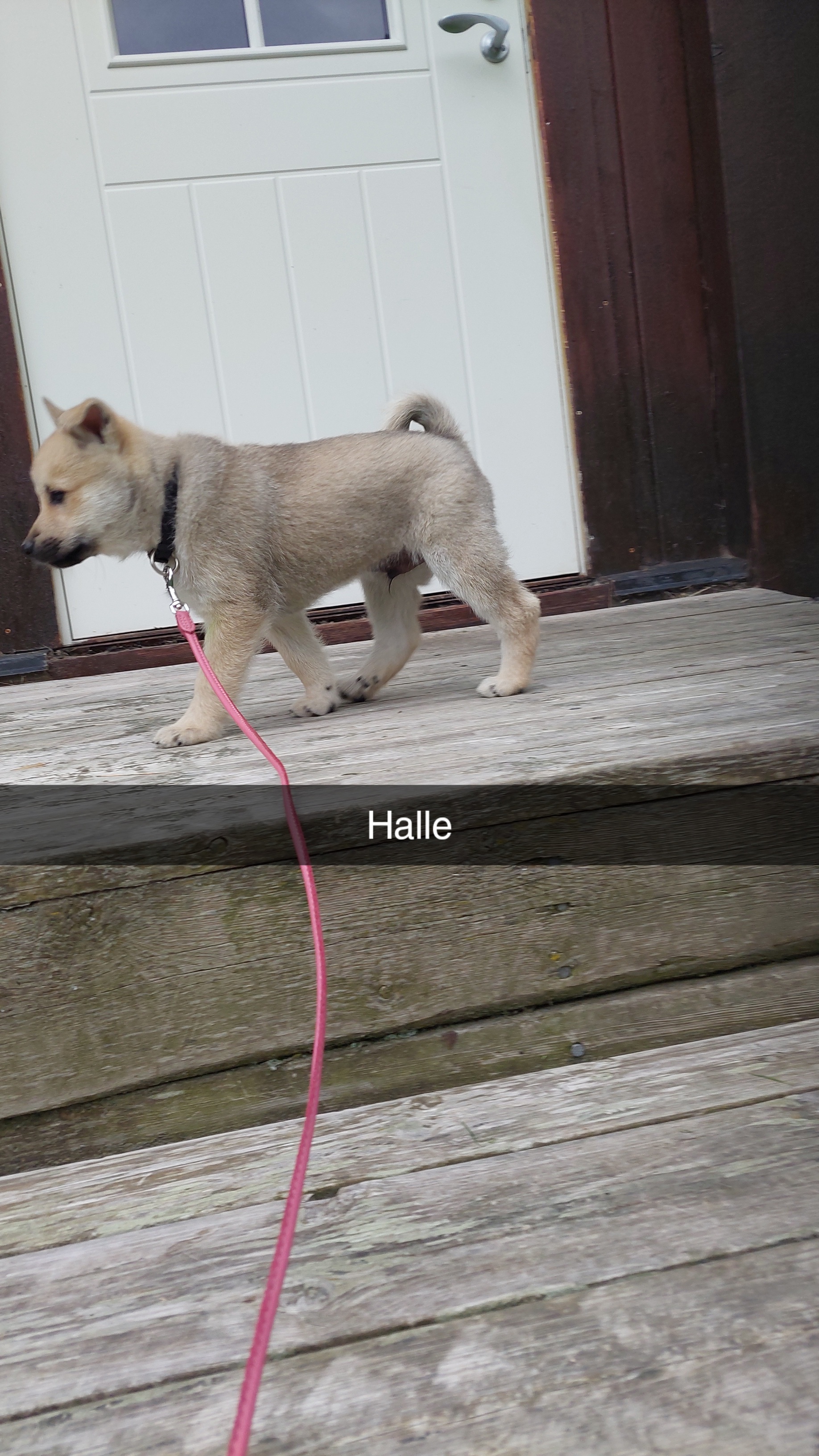 Mikkellykkja's Halle Mikkellykkja's Halle