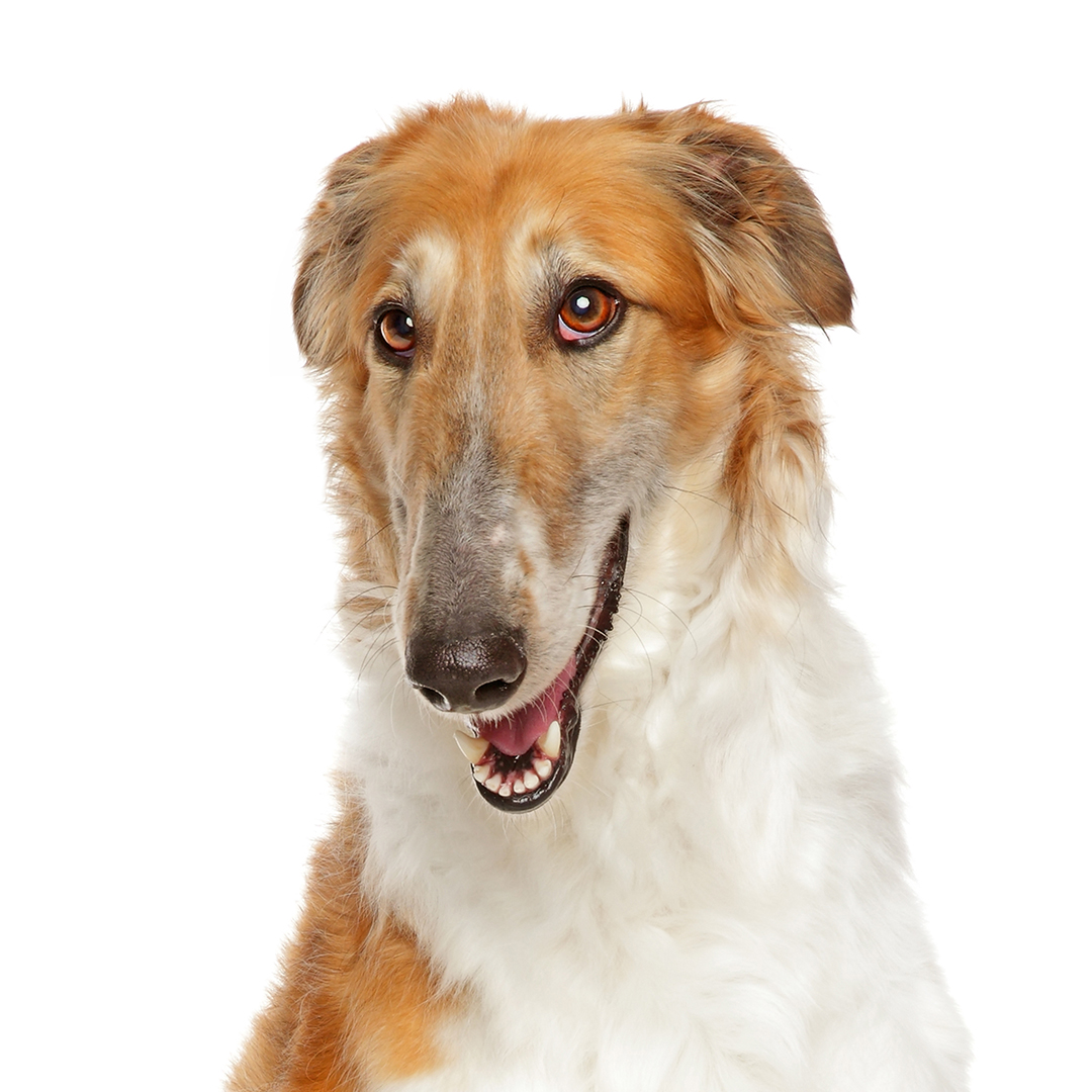 Borzoi Borzoi