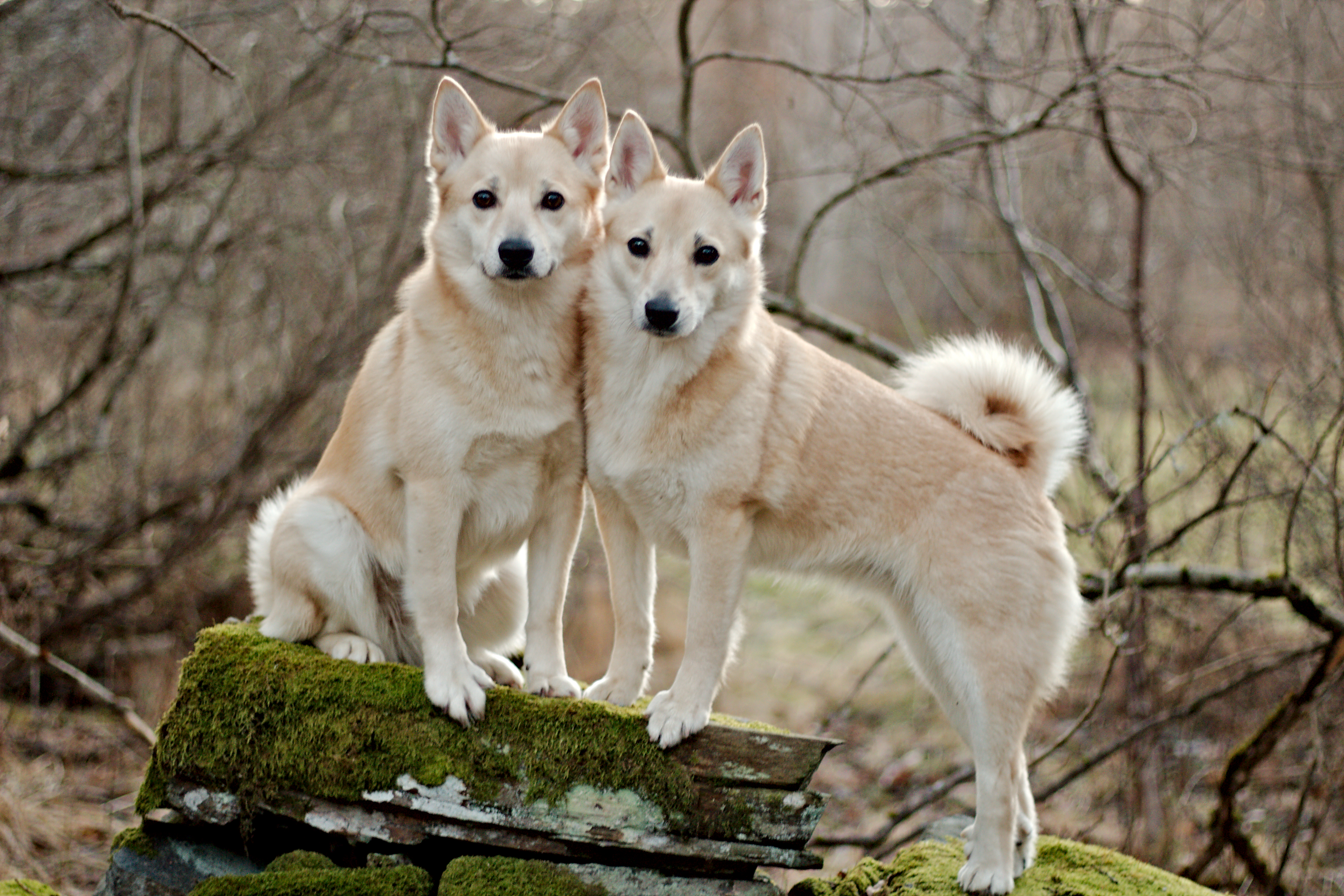 Norsk buhund