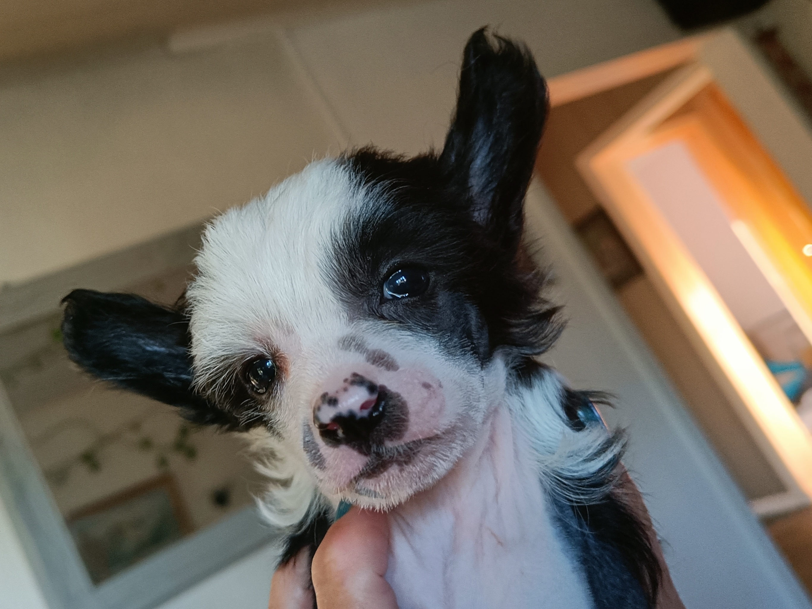 Adorable Dot.Com Adorable Dot.Com