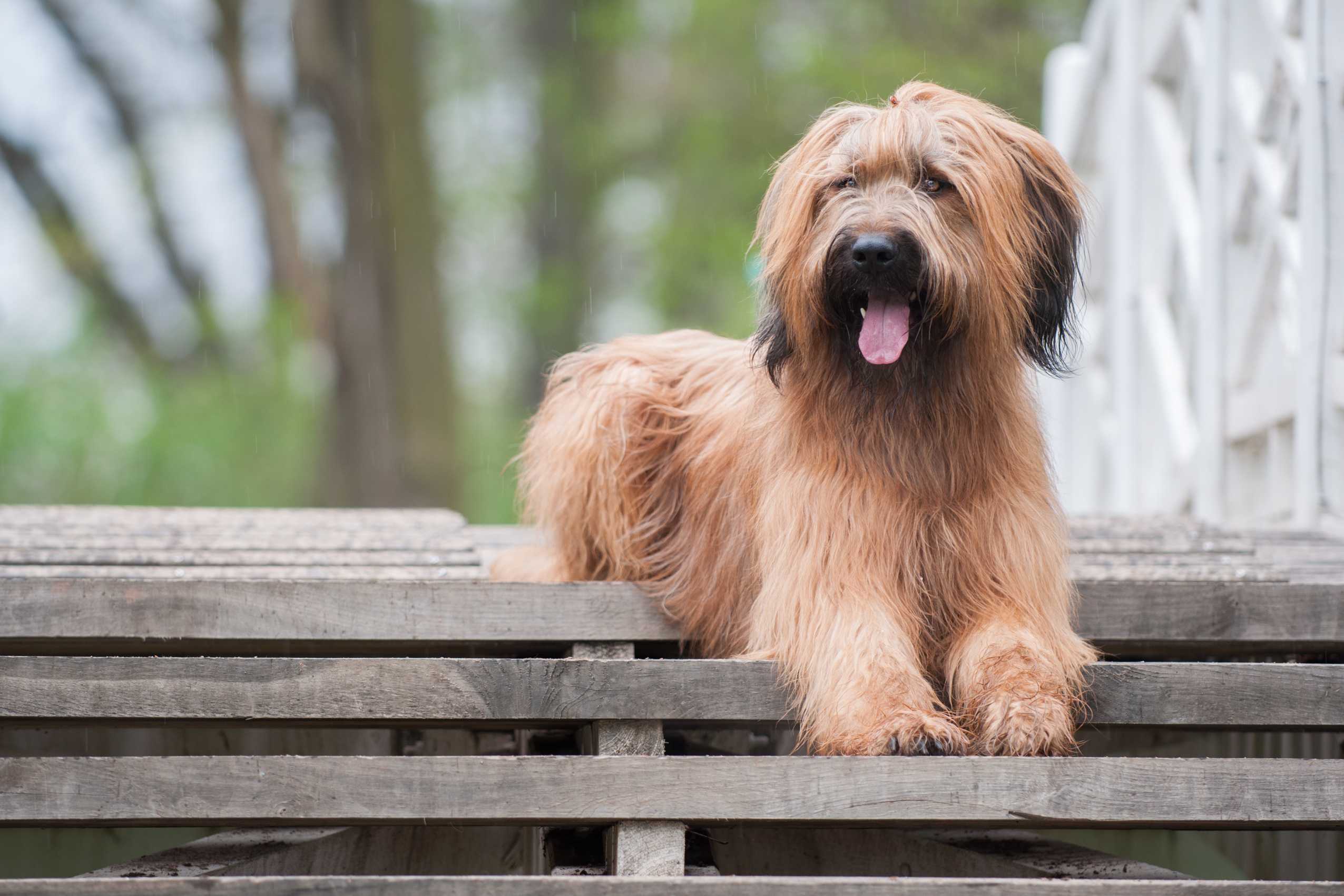 Briard Briard