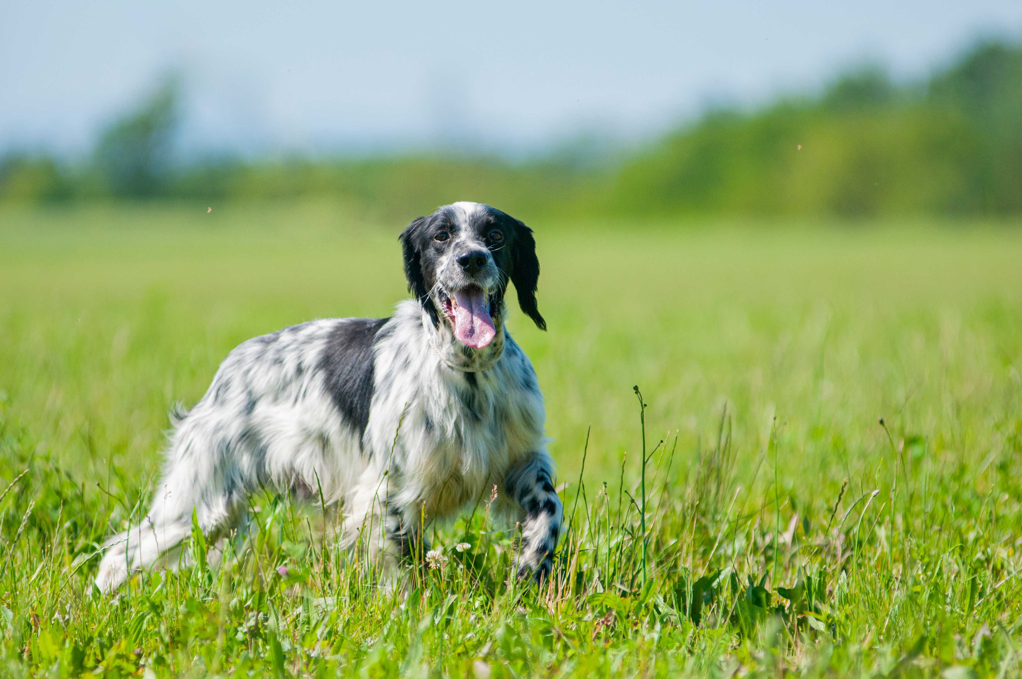 Engelsk setter