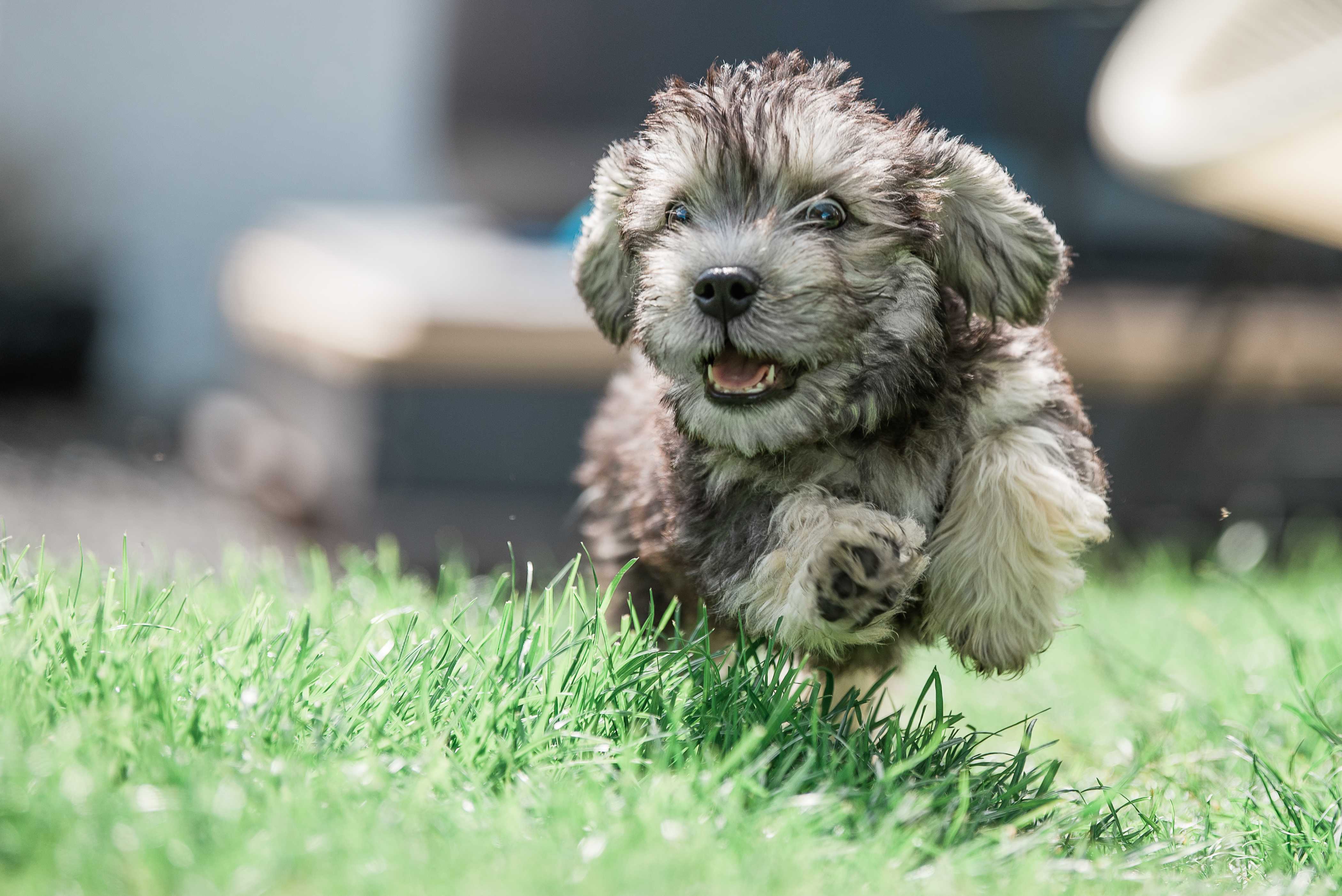 Dandie dinmont terrier Dandie dinmont terrier