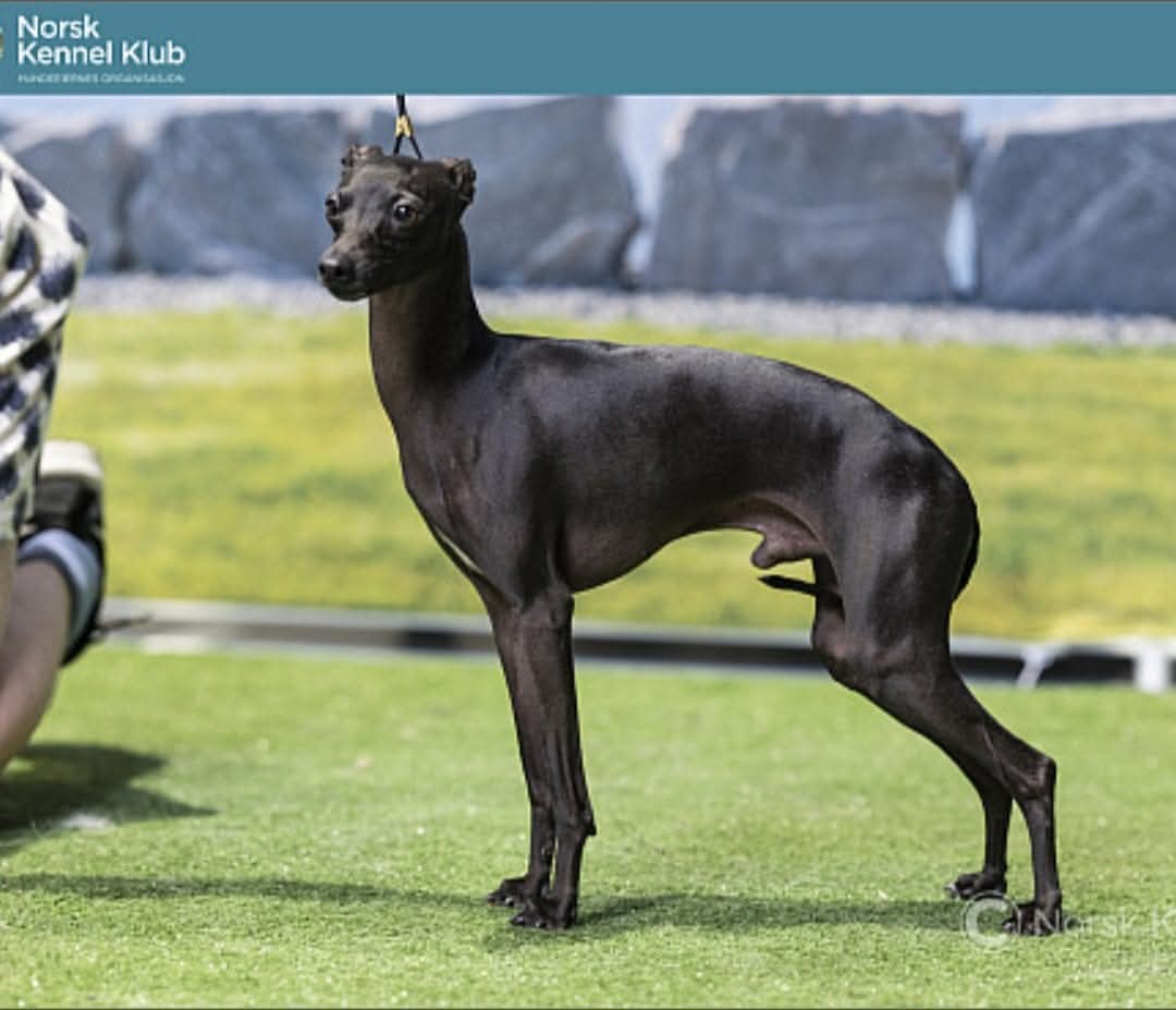 Bey Tezcatlipoca  Bey Tezcatlipoca