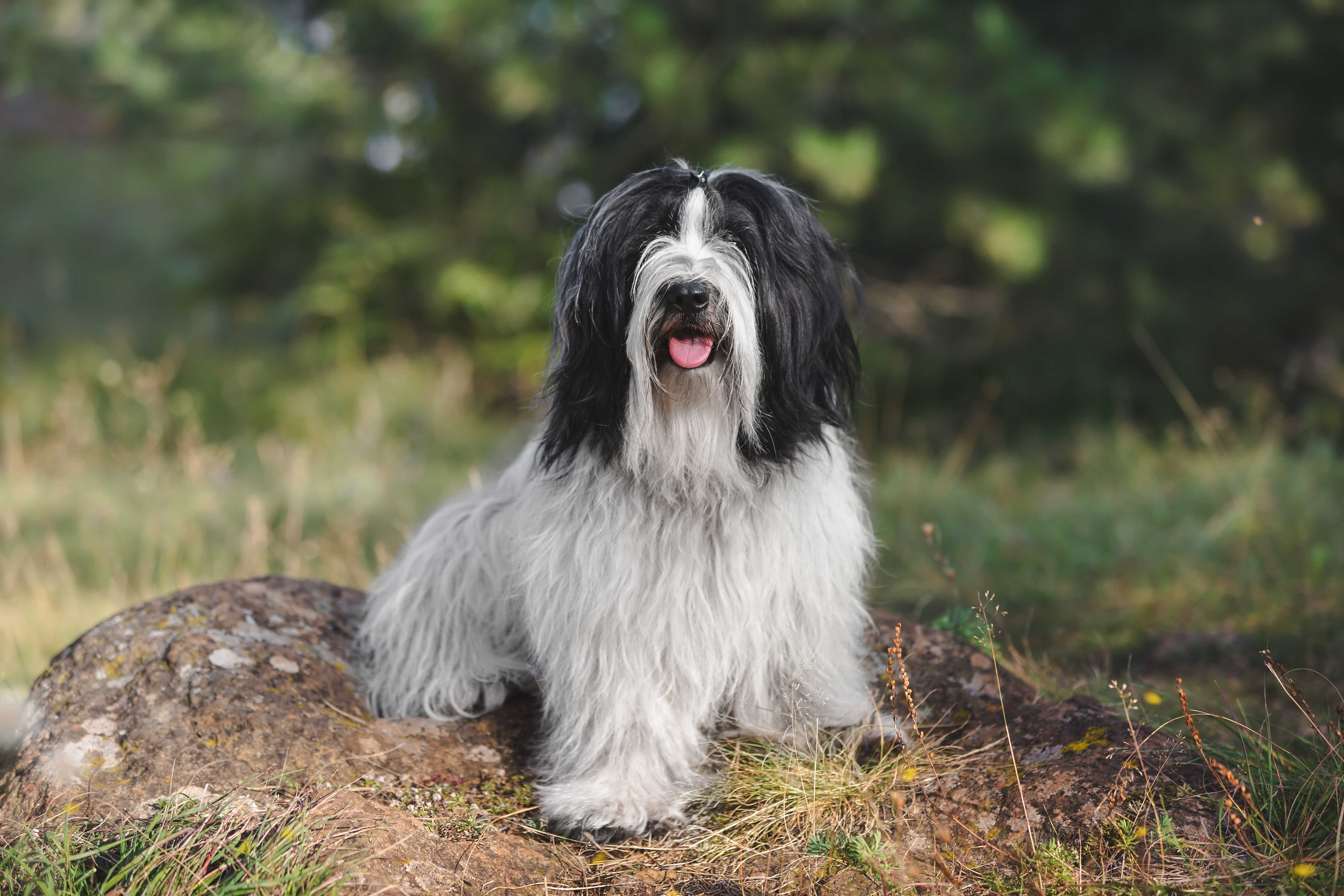 Tibetansk terrier