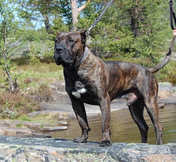 Royal Mastiff