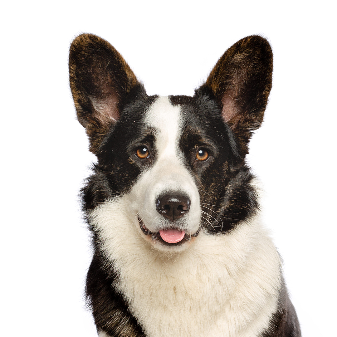 Welsh corgi cardigan